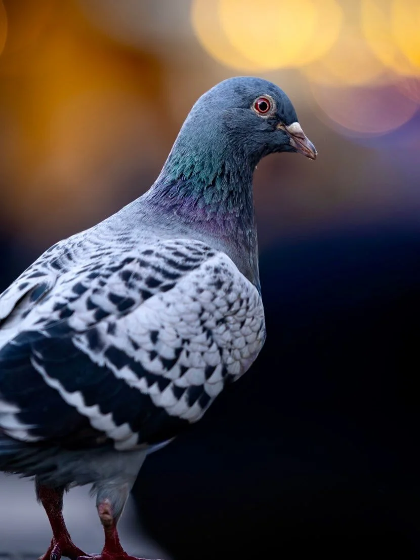 Manchmal frage ich mich, was die Tiere in unserer unmittelbaren N&auml;he denken m&uuml;ssen, wenn wir im gro&szlig;en Schwarm am Tag vor Weihnachten in die Innenst&auml;dte str&ouml;men. 😄

Hast du einen Vorschlag, was die Taube hier denken k&ouml;