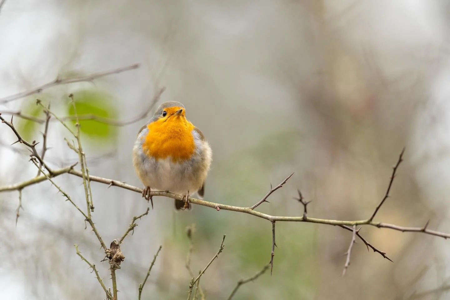 Ein wundersch&ouml;nes, friedliches Weihnachtsfest w&uuml;nschen euch das Rotkehlchen und ich. 🎄😊