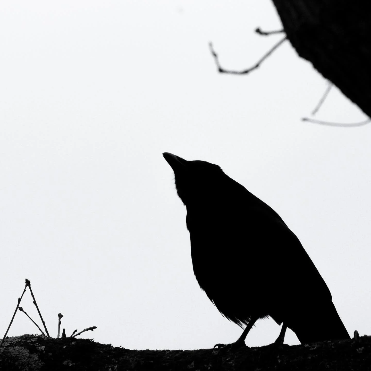 Heute dreht sich auf YouTube alles um unsere neugierigen Nachbarn. 😯 Schaut mal rein. Das Video ist ab sofort online. 🎬

Gemeinsam mit @gamanderlopez konnte ich unz&auml;hlige Kr&auml;hen und Dohlen auf dem Weg zu ihrem Schlafplatz beobachten und f