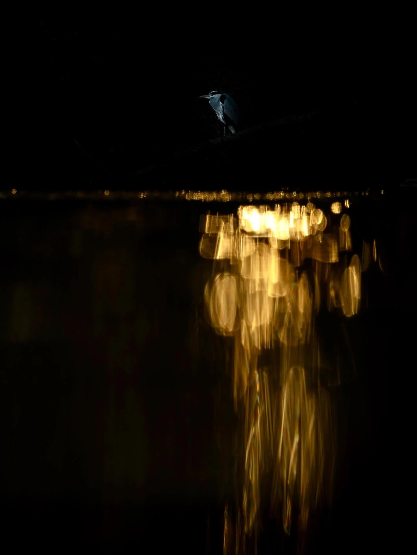 Feuerwerk kann die Natur auch ganz ohne L&auml;rm. 🫶

Ich w&uuml;nsche euch allen einen guten Rutsch und freue mich auf 2026 mit der besten Community der Welt. 🥂