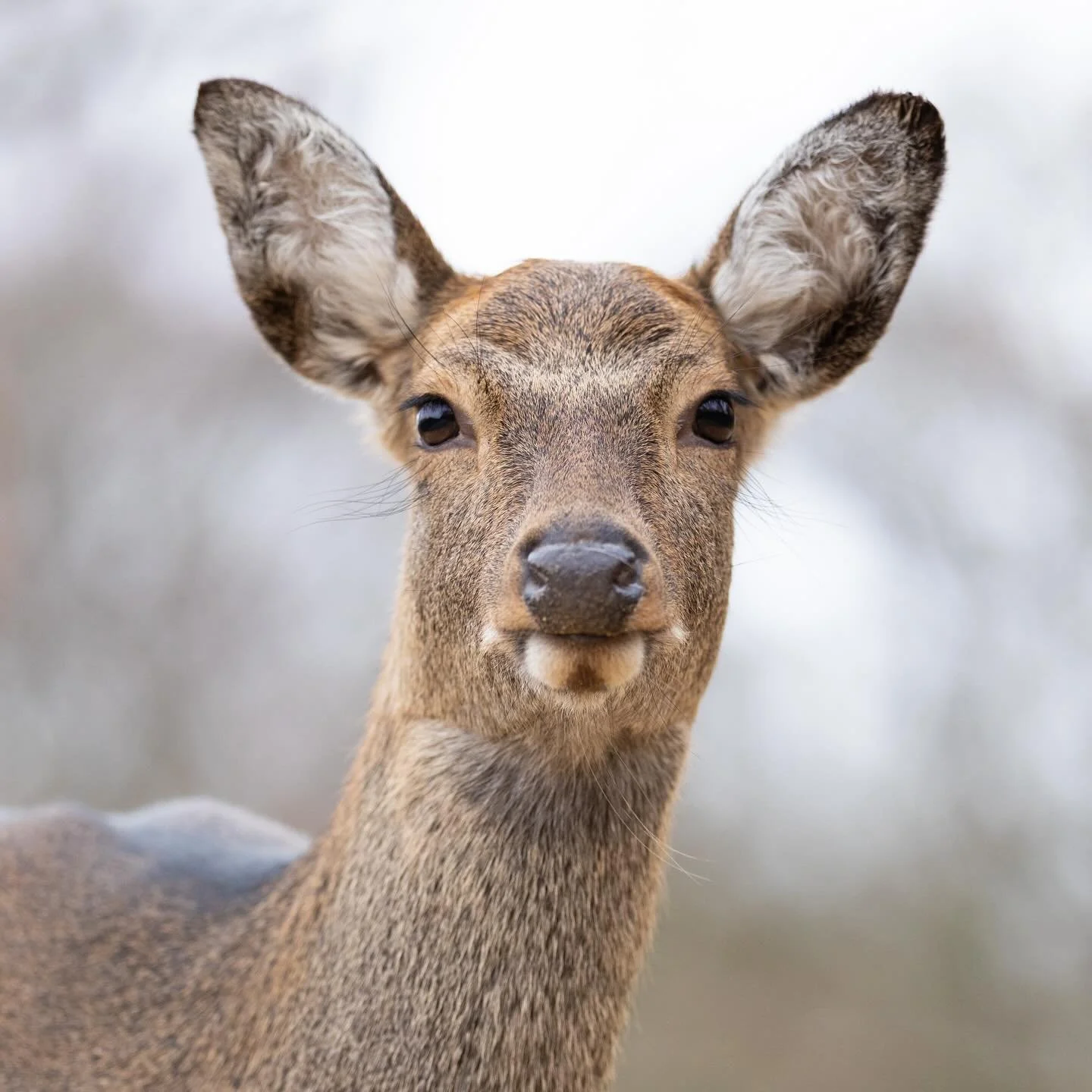 Ein frohes neues Jahr w&uuml;nschen euch die Sikahirsche. Ich hoffe, ihr genie&szlig;t noch ein bisschen die freie Zeit und seid viel drau&szlig;en unterwegs. ☀️

Gibt es ein kleines Fotoprojekt, was ihr euch &uuml;ber die Feiertage vorgenommen habt?