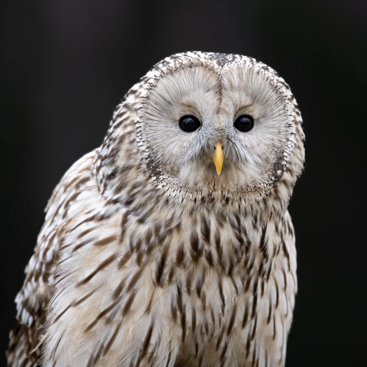 Der Habichtskauz begr&uuml;&szlig;t euch im neuen Jahr mit Wildblick. Habt ihr fotografische W&uuml;nsche ans neue Jahr? Irgendein Motiv von dem ihr tr&auml;umt? 📸

Schreibt mir das in die Kommentare und wir k&ouml;nnen in einem Jahr schauen, welche