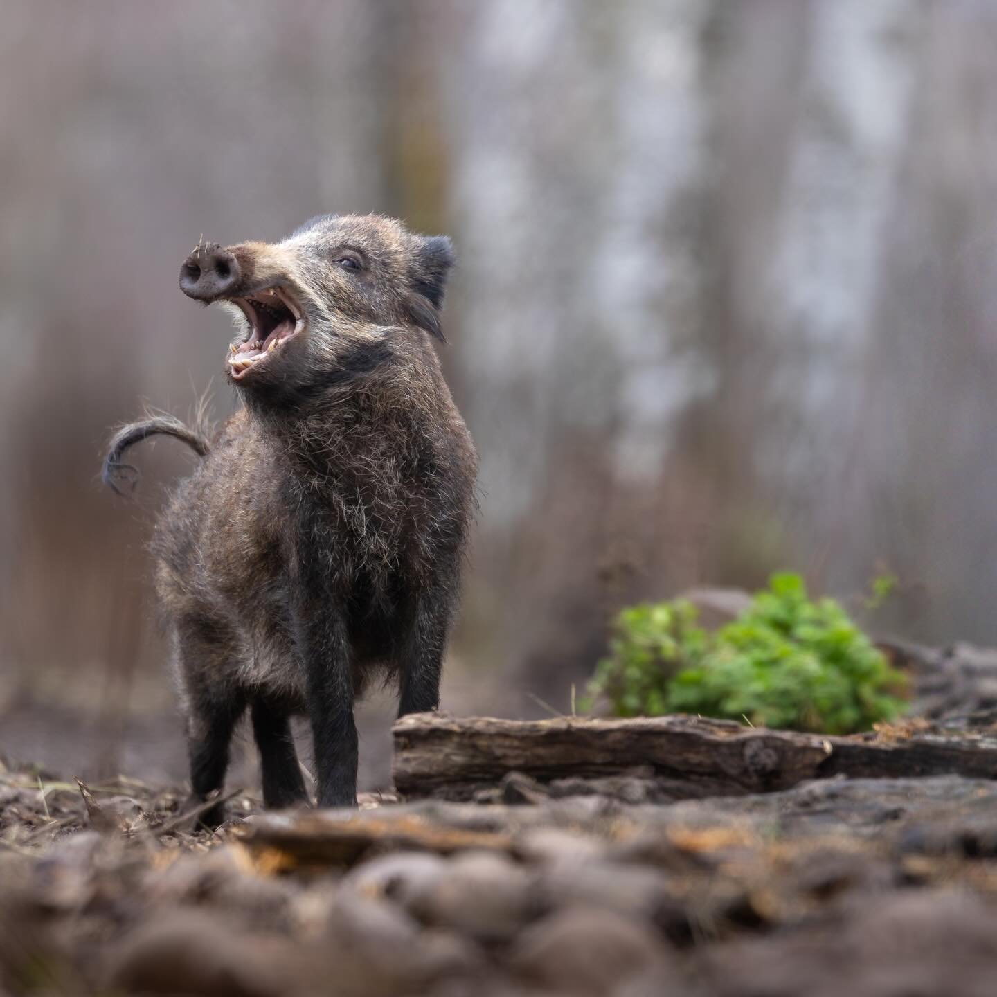 Was hat dieses Wildschwein wohl zu sagen? Ich freue mich auf euren kreativen Input. 👇😄

***********

Du fotografierst selbst leidenschaftlich gerne in der Natur? Du liebst es, dich auf kreative Weise mit deiner Umwelt auseinander zu setzen? In unse