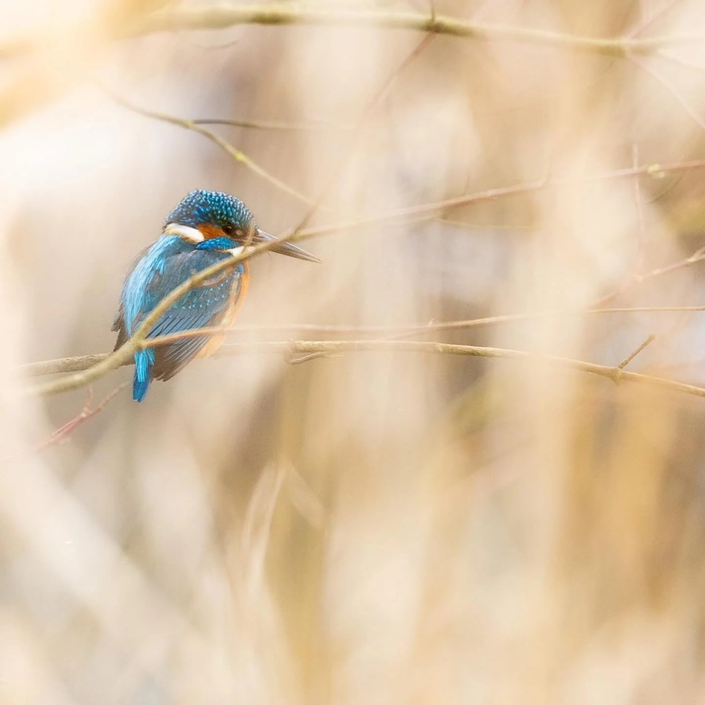 Diese Woche war ich zusammen mit @timo.spengler im M&uuml;nsterland unterwegs. Ich habe den Workshop &bdquo;Wasserseelen&ldquo; vorbereitet, neues Equipment f&uuml;r @acfotogmbh getestet und ein neues Video ist auch entstanden, auf das ihr euch bald 