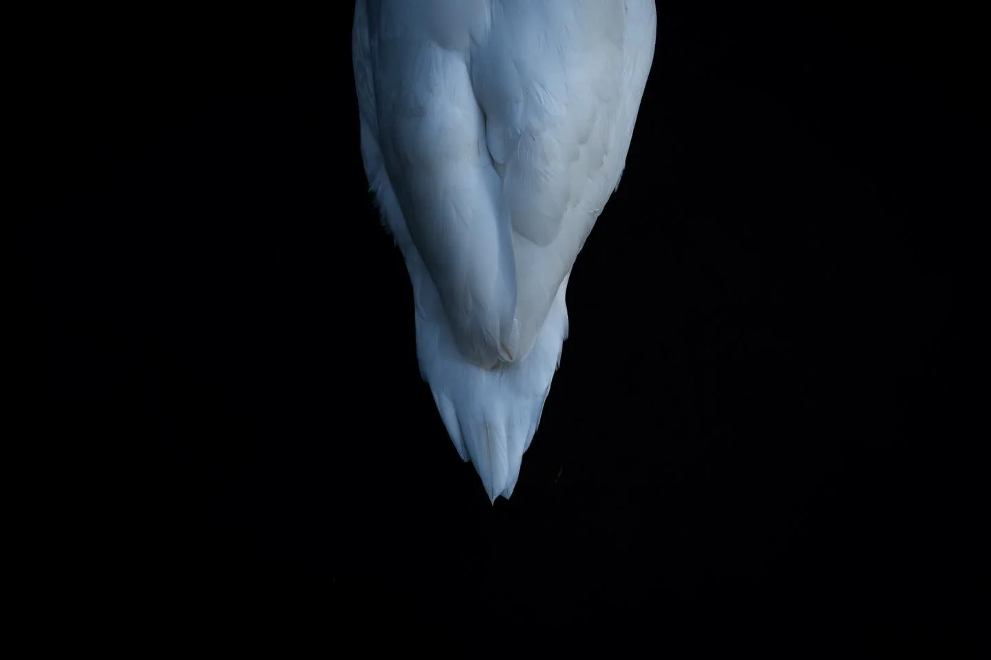 Ich liebe wei&szlig;e Tiere. Was man hier mit einer bewussten Unterbelichtung erreichen kann, wirkt immer so friedvoll. 🪿☺️