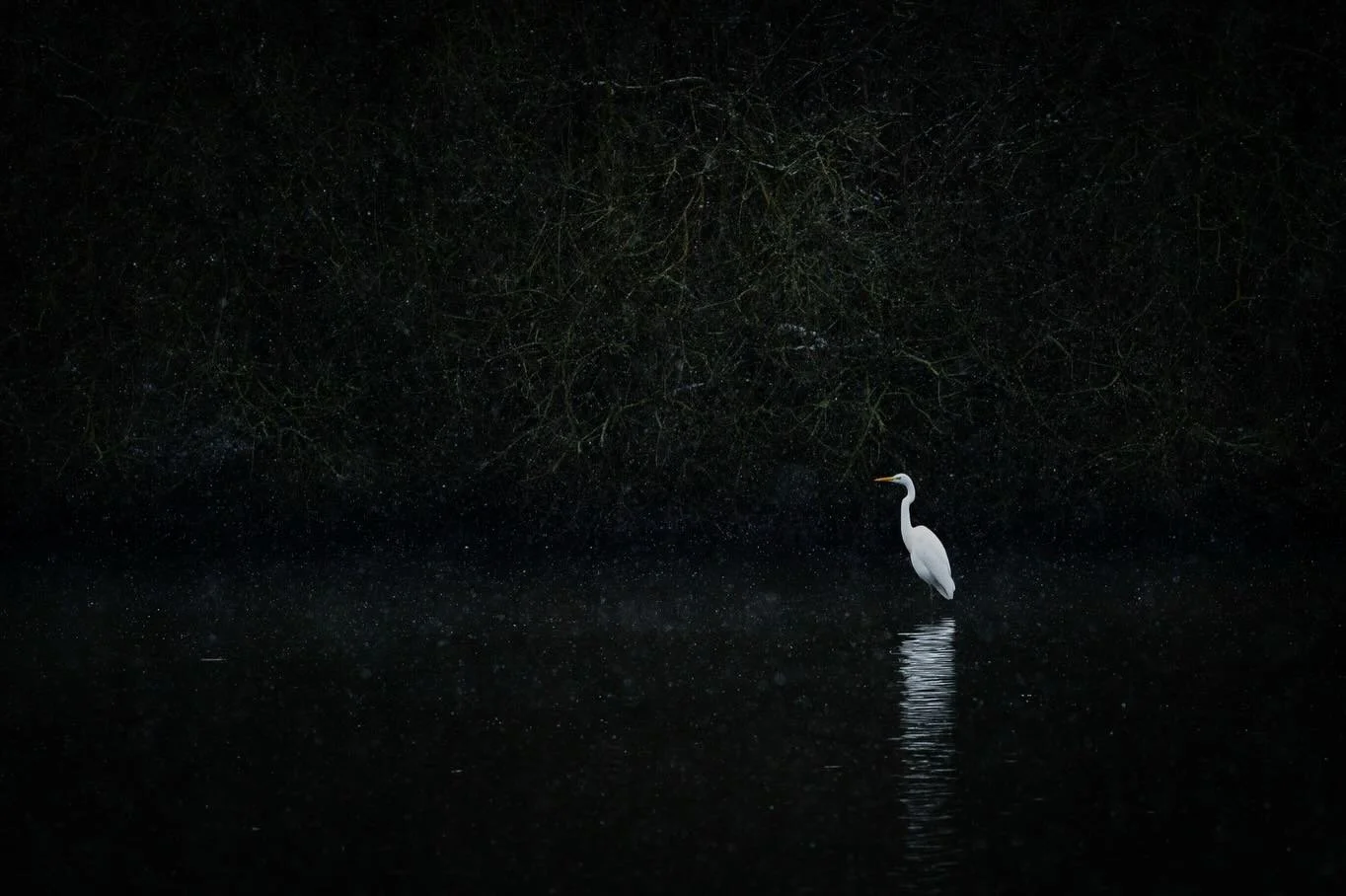 Winterstille - Das M&uuml;nsterland, eingeh&uuml;llt unter einer dicken Decke aus Wei&szlig;. 🌨️

Welche Fotomotive ihr euch jetzt im Januar nicht entgehen lassen solltet, das zeige ich heute in meinen neusten Video auf YouTube. Schaut mal rein.