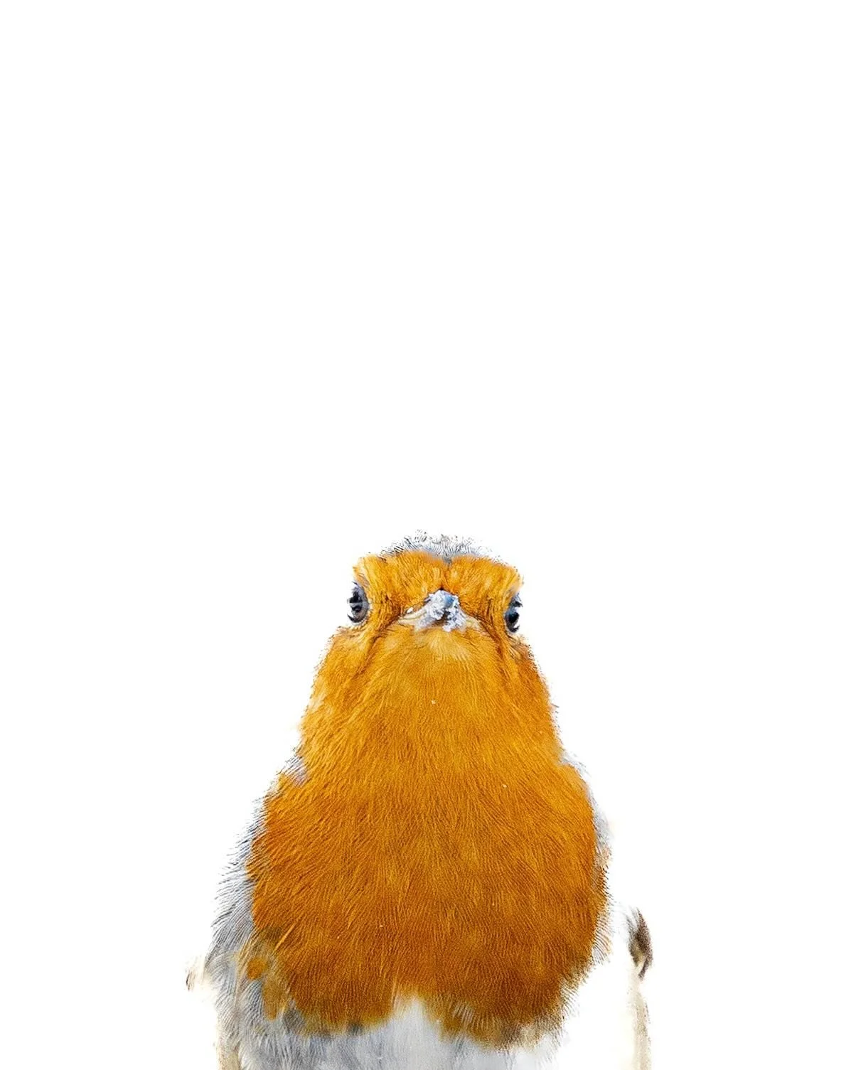 Ich bin mal wieder v&ouml;llig vernarrt in diese Clowns in orange. 😄🥰

Die letzten Tage hatte ich eine unglaublich sch&ouml;ne Zeit mit den Rotkehlchen im Schnee. 🌨️

Ich finde, diese Fotos zeigen, dass man auch mit ganz allt&auml;glichen Motiven 