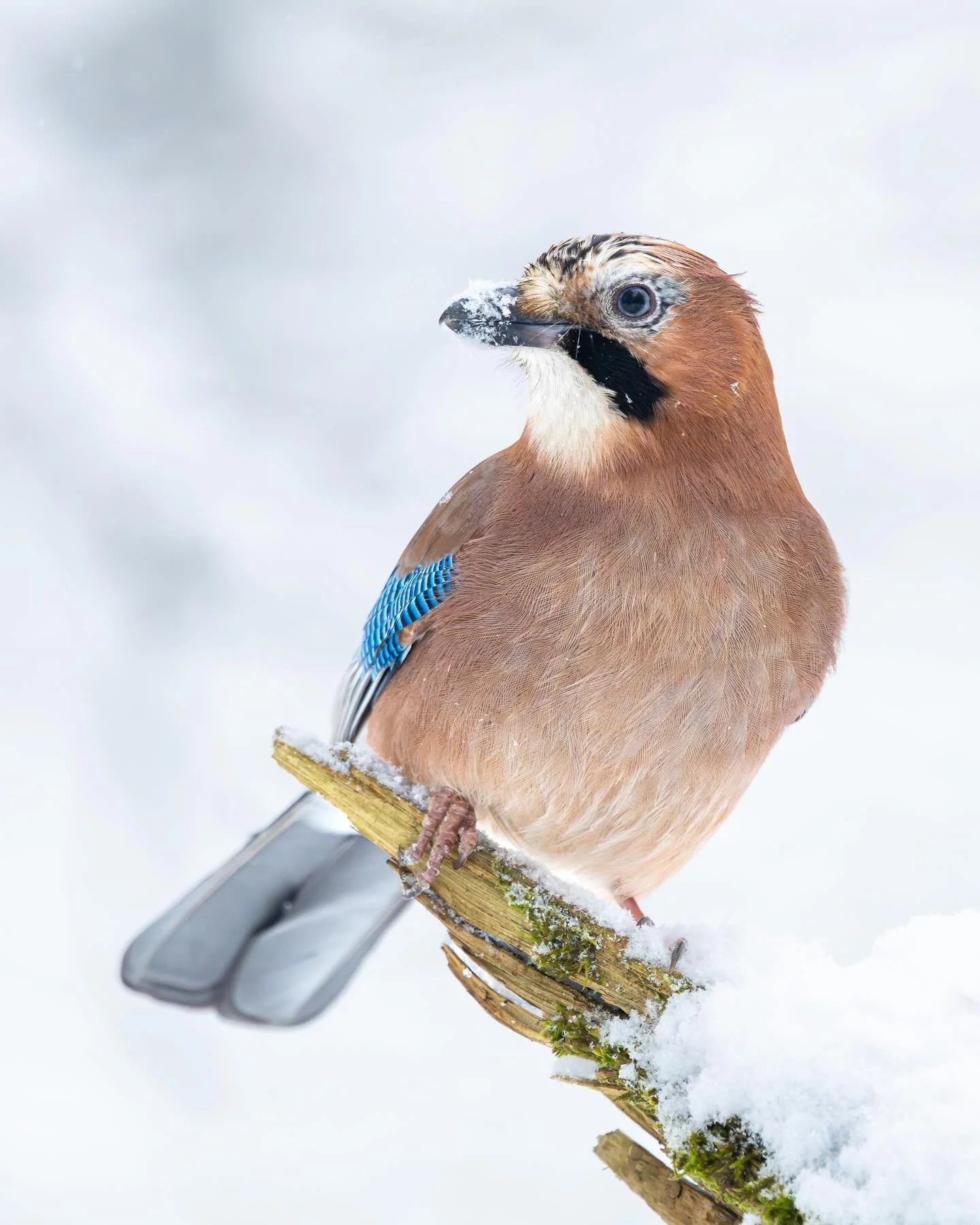 Schon lange habe ich mir vorgenommen, ein formatf&uuml;llendes Portr&auml;t dieses scheuen, wilden Nachbars aufzunehmen. 

Letzte Woche hat es endlich geklappt. Eichelh&auml;her sind so wundersch&ouml;ne und gleichzeitig hochintelligente V&ouml;gel. 