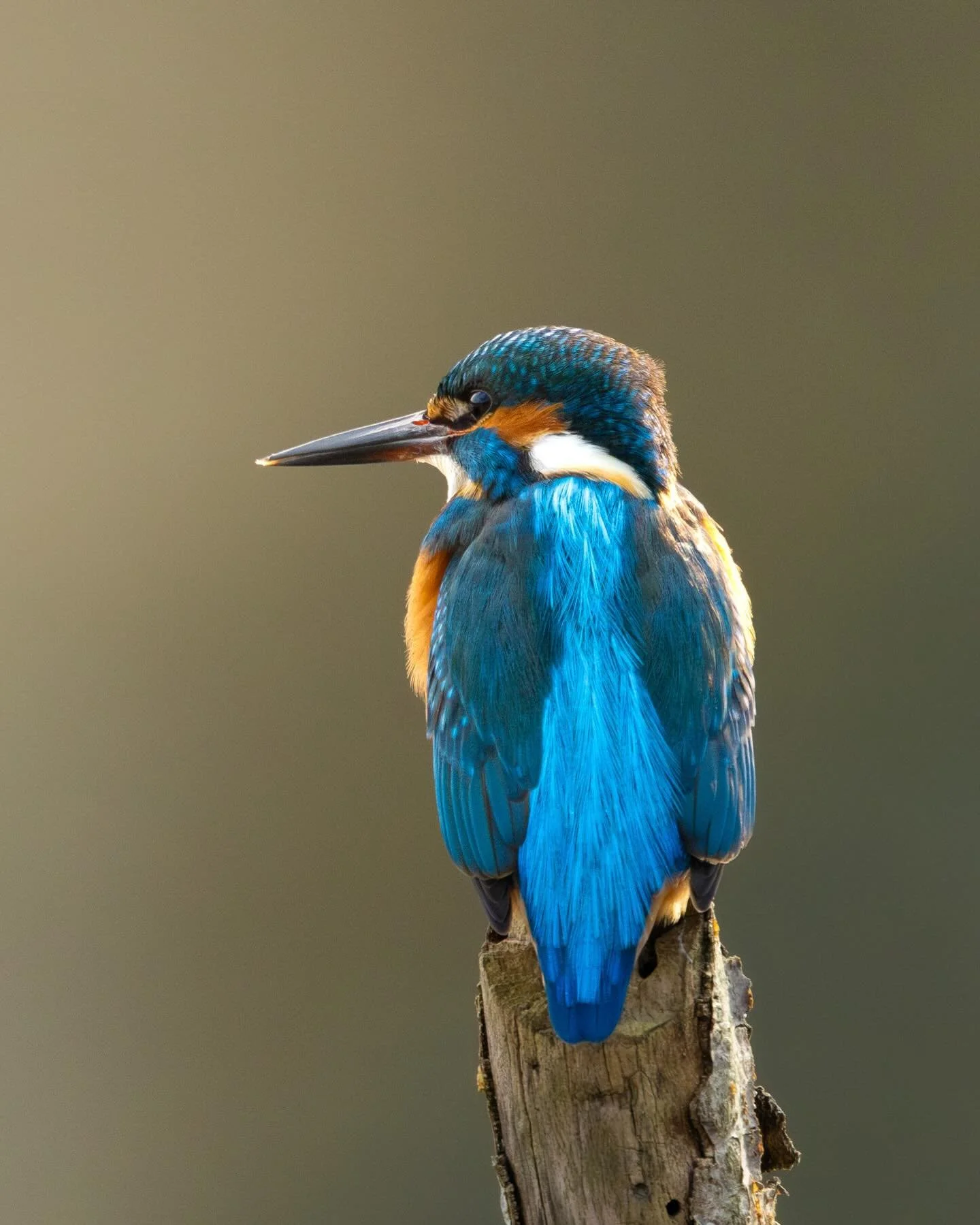 Welcher Naturfotograf m&ouml;chte nicht mal den Eisvogel, das blaue Juwel, vor die Kamera bekommen? 💎

Die letzten Wochen hatte ich mehrfach Gl&uuml;ck. Das ist nicht verwunderlich. Gerade im Winter kann man die wundersch&ouml;nen Tiere h&auml;ufig 