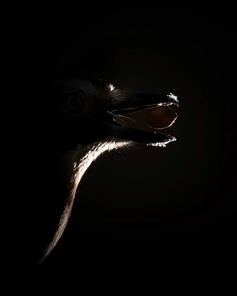 V&ouml;gel im Gegenlicht. Auch der Eichelh&auml;her hat wieder vorbeigeschaut. ☺️