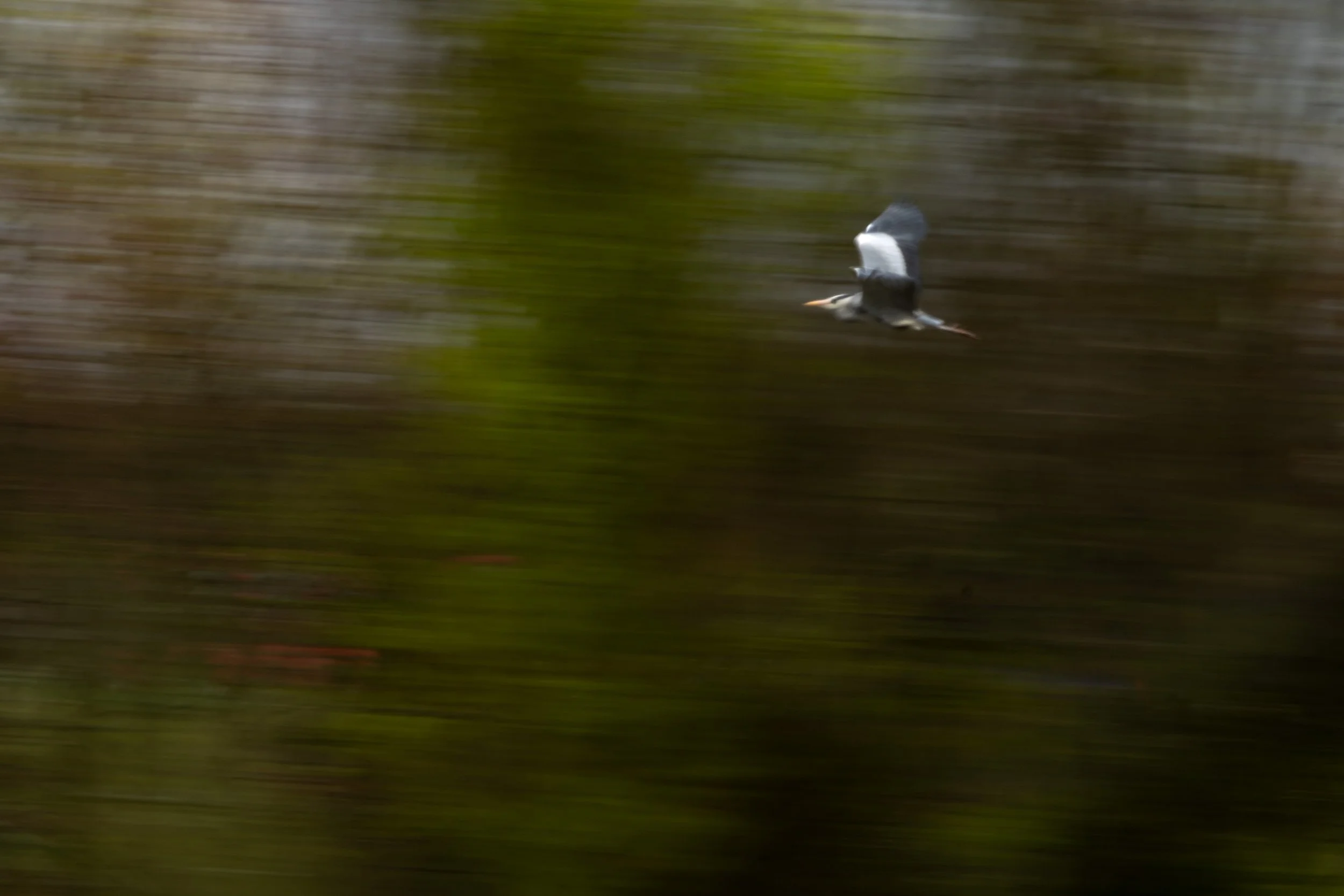 R6II4212 18.01.56.jpg