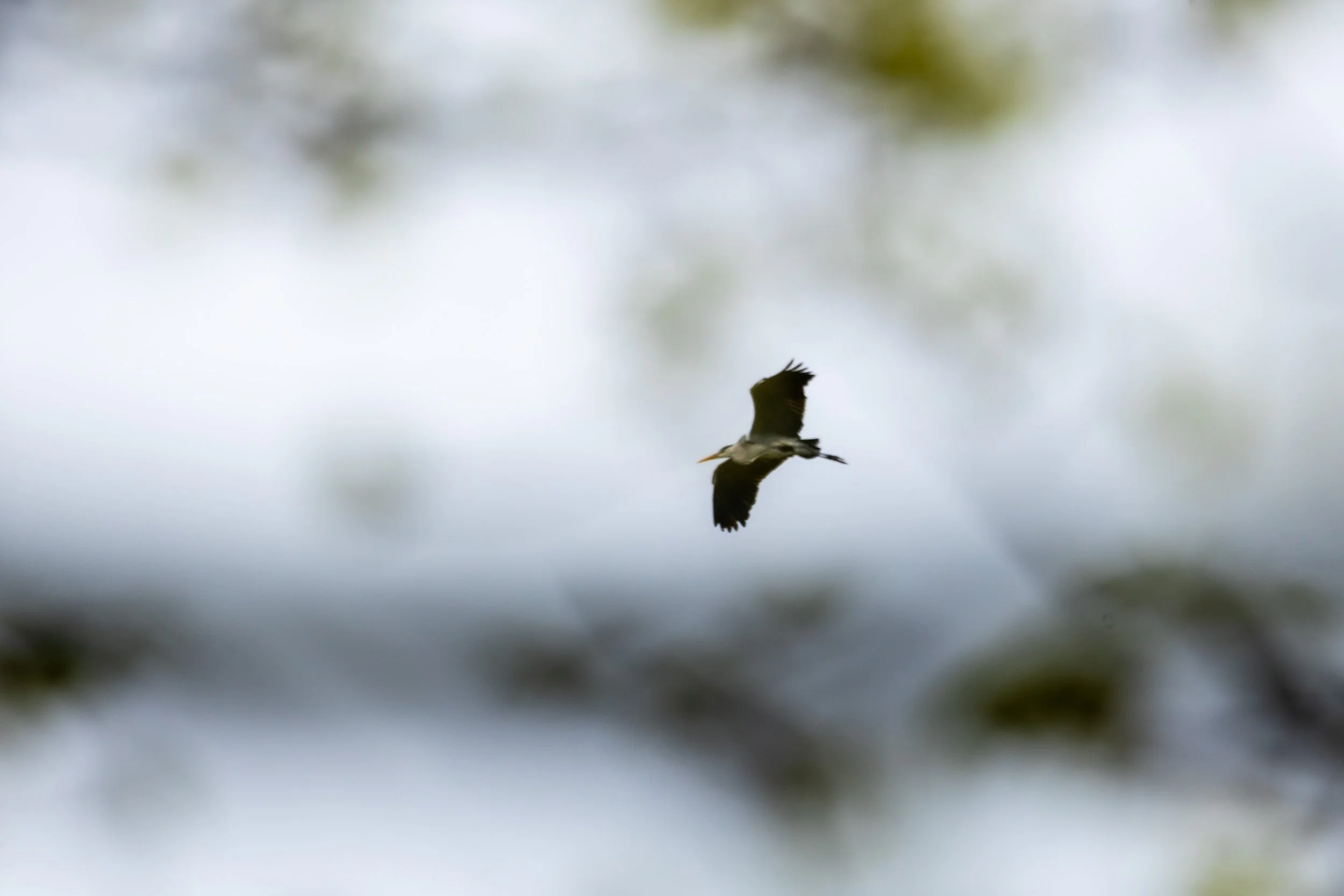 R6II4419 18.01.56.jpg