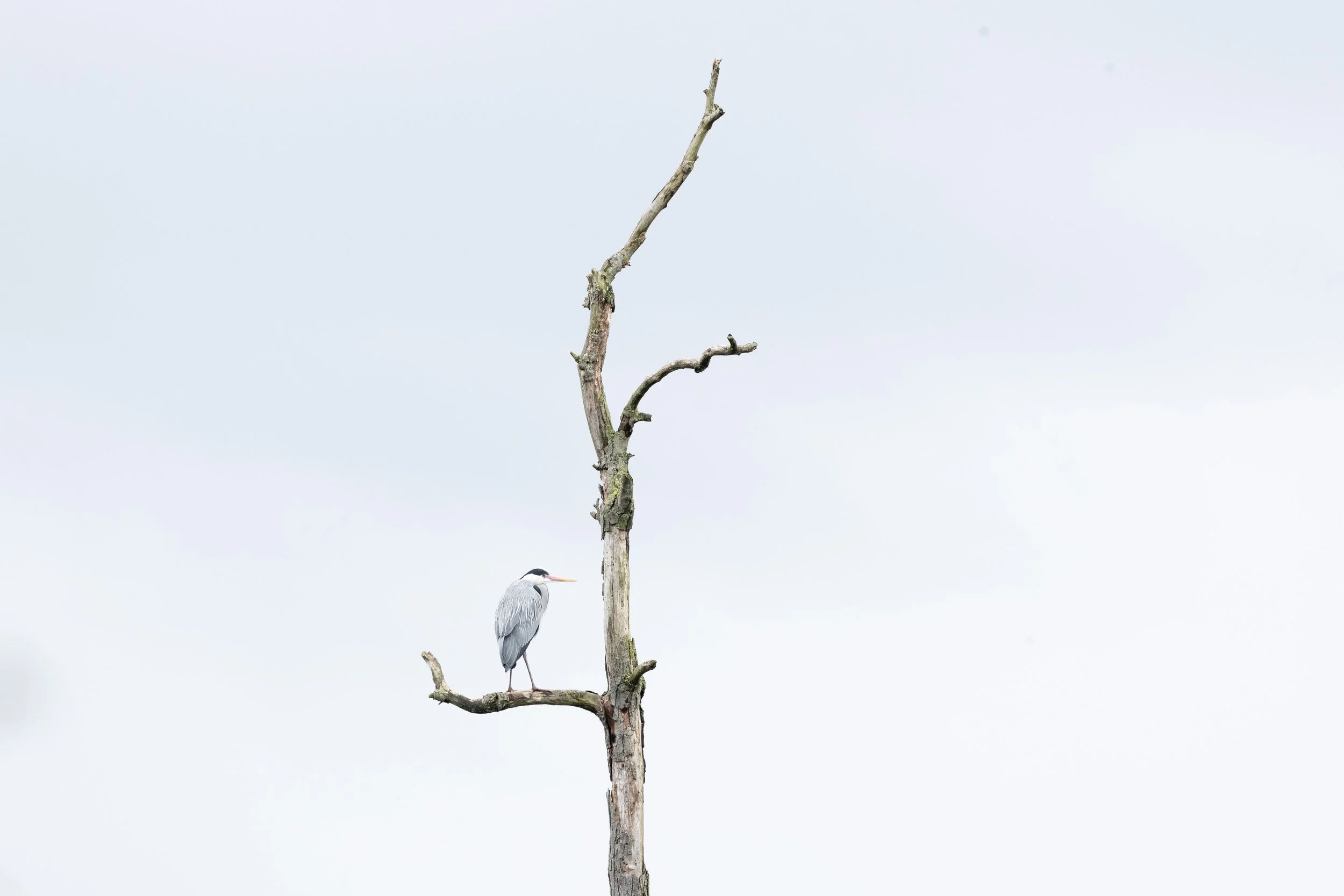 “Oh weia, ein Reiher…”