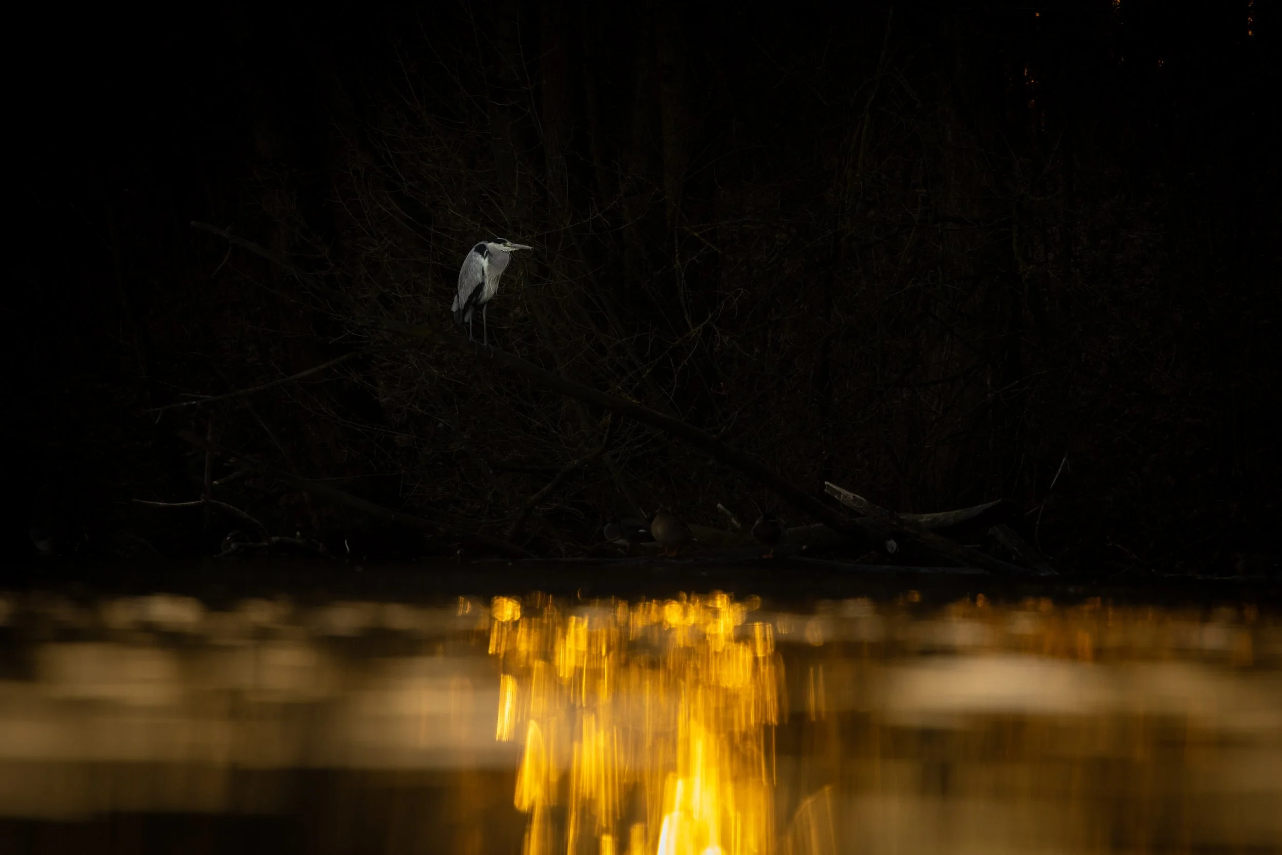 R6II5843.jpg