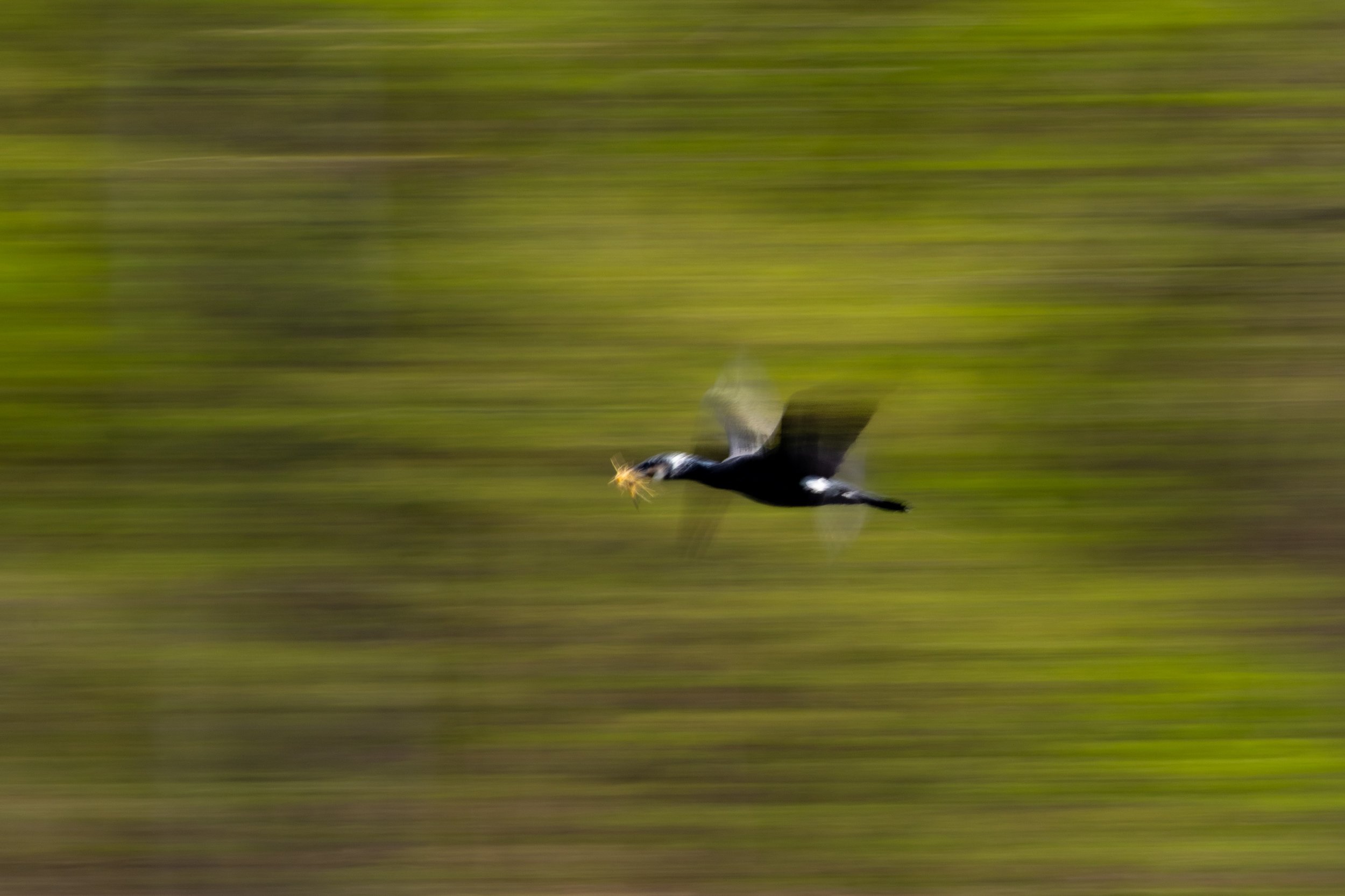 R6II3666.jpg