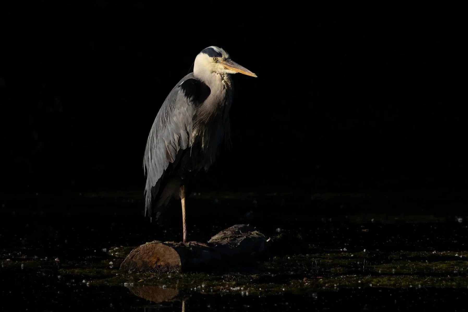 R6II2717.jpg