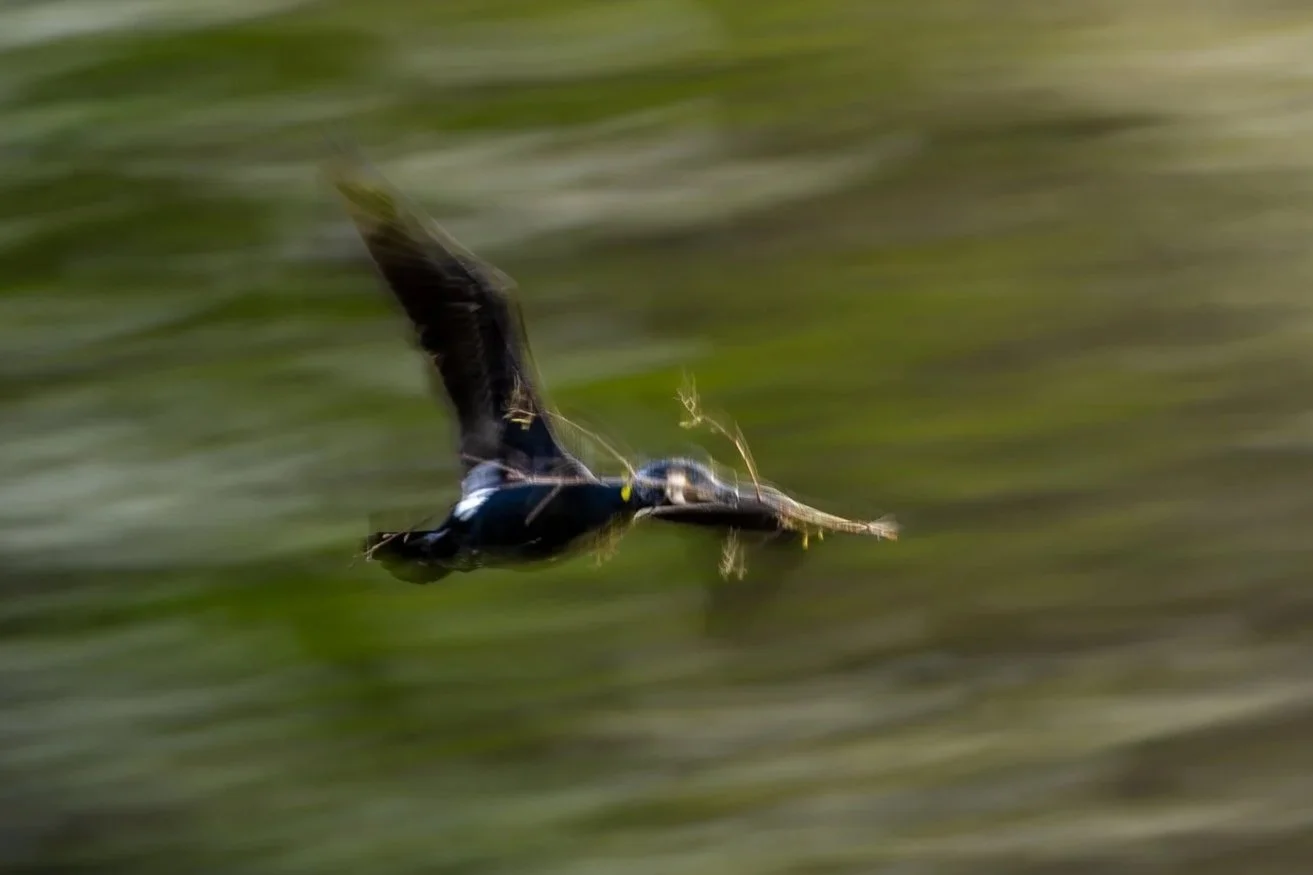 R6II5491.jpg