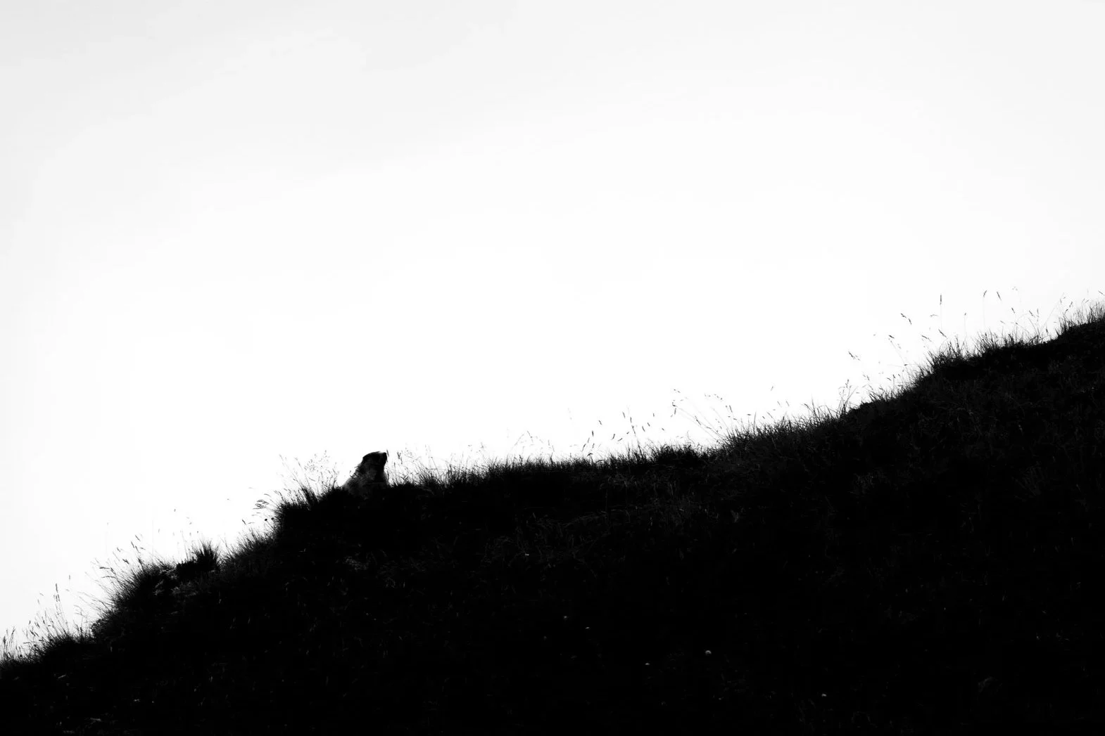 R6II4380.jpg