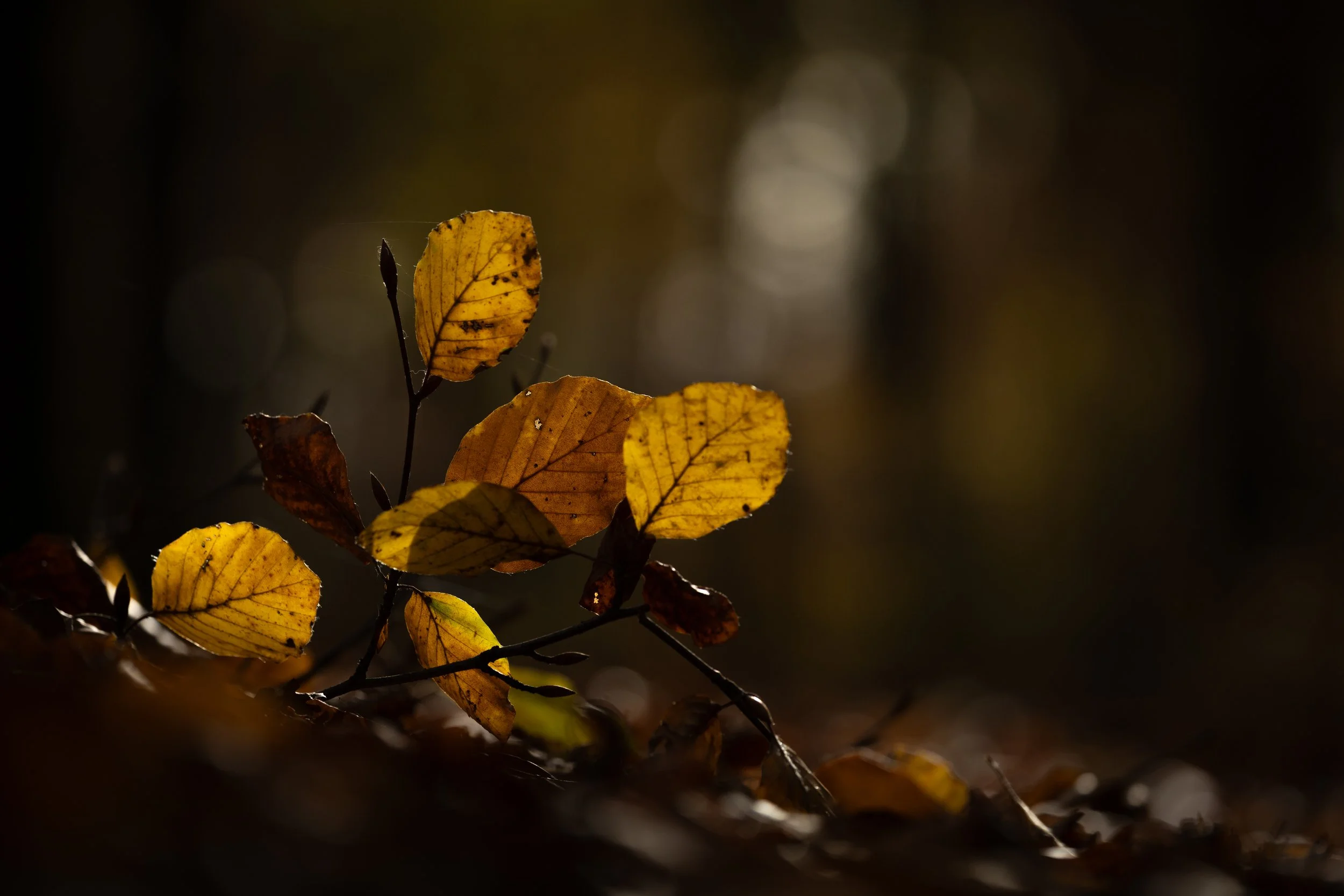 R6II1839.jpg