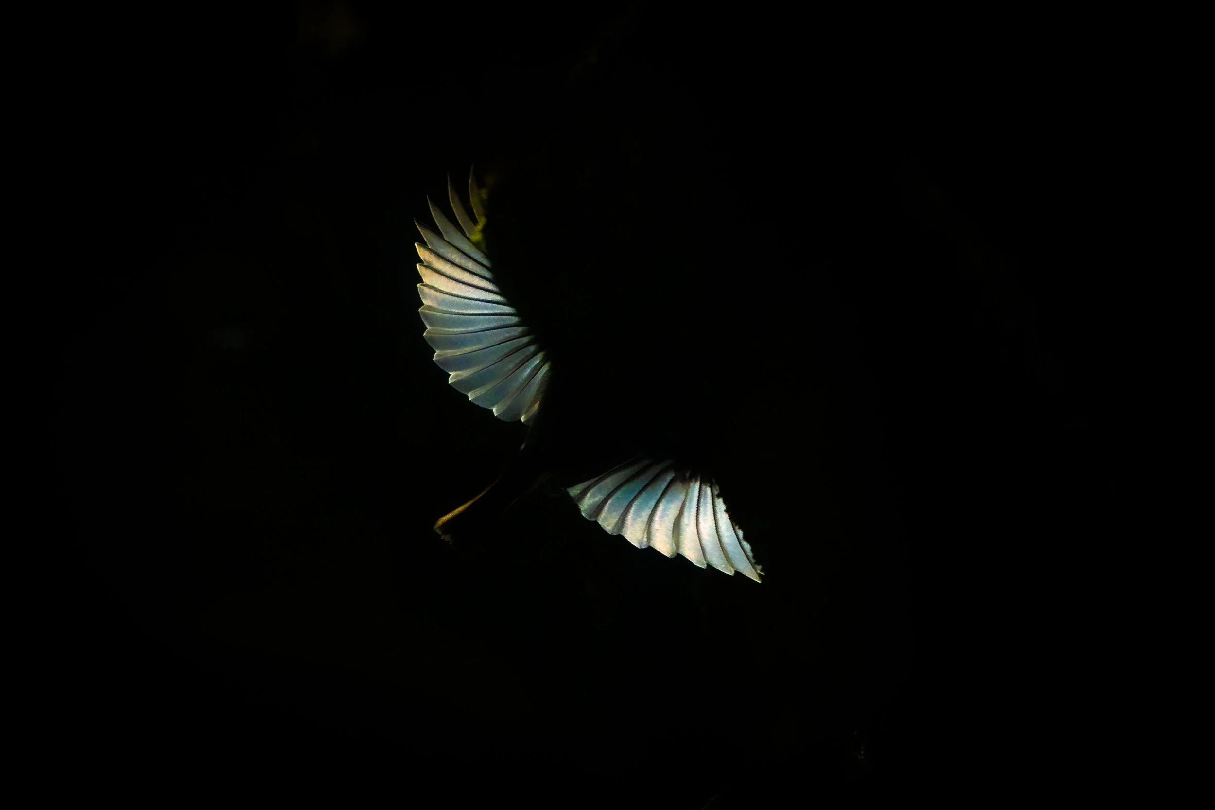 R6II5782.jpg
