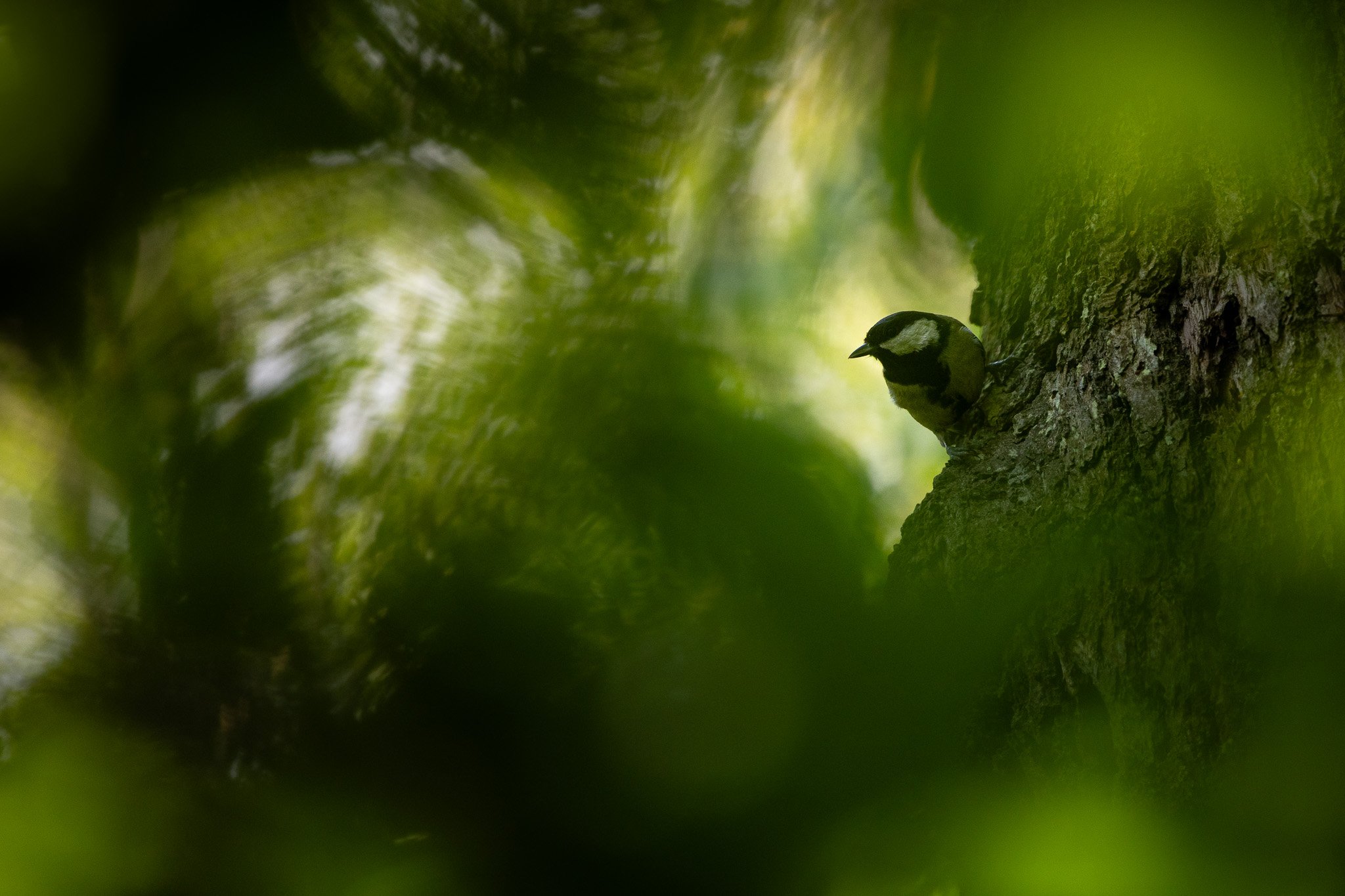 R6II3968.jpg