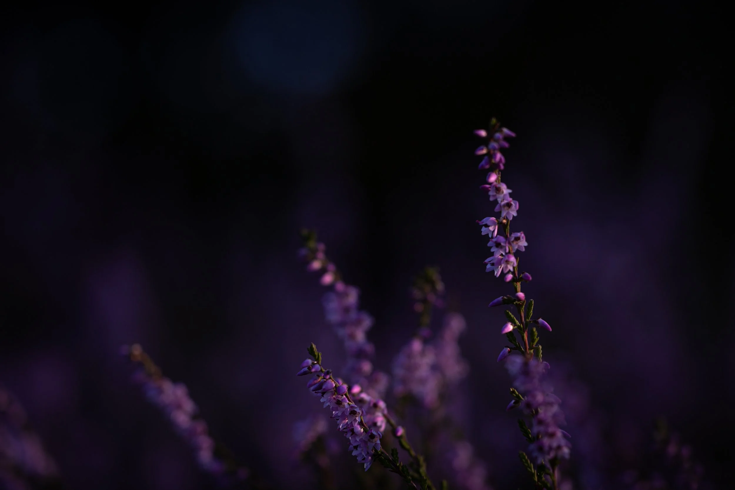 R6II0798.jpg