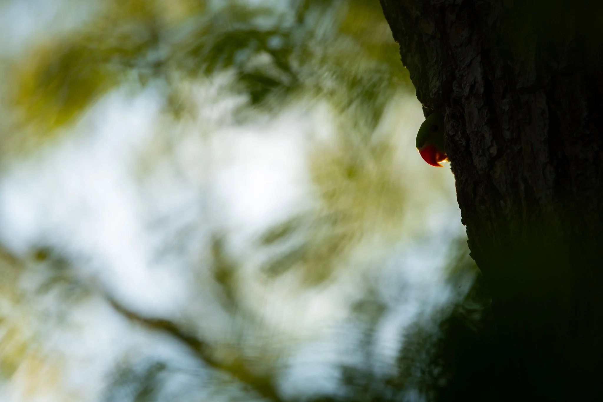 R6II4315.jpg