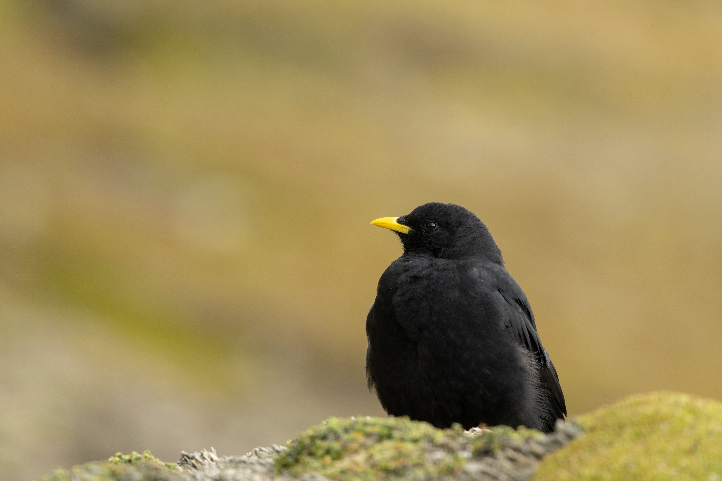 R6II4889.jpg