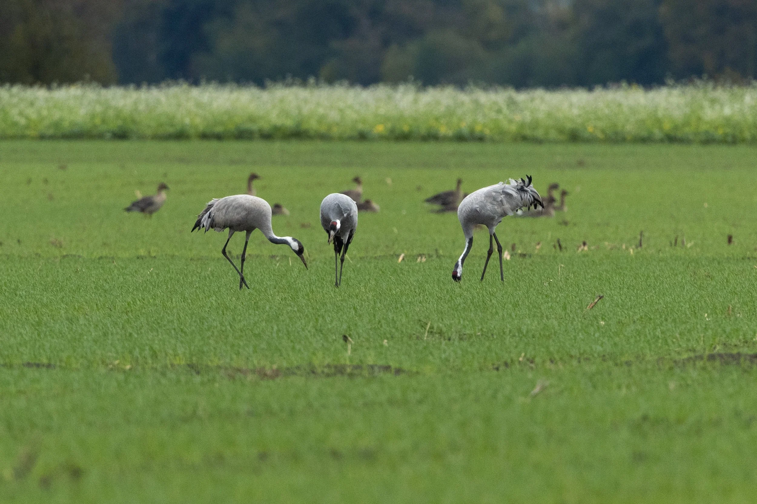 R6II0462.jpg