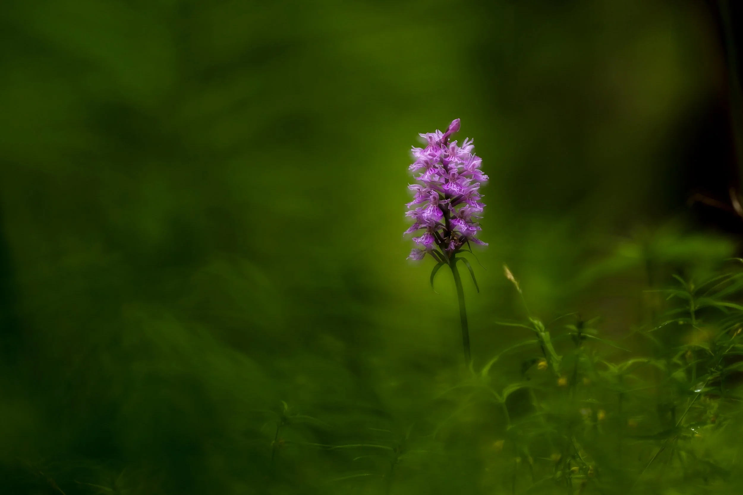 R6II0042.JPG