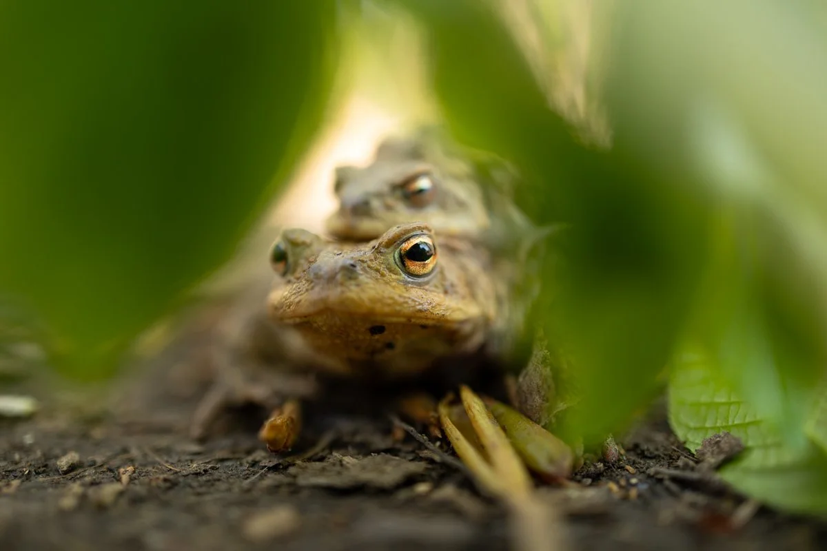 Fotoworkshop: Frühling vor der Haustür