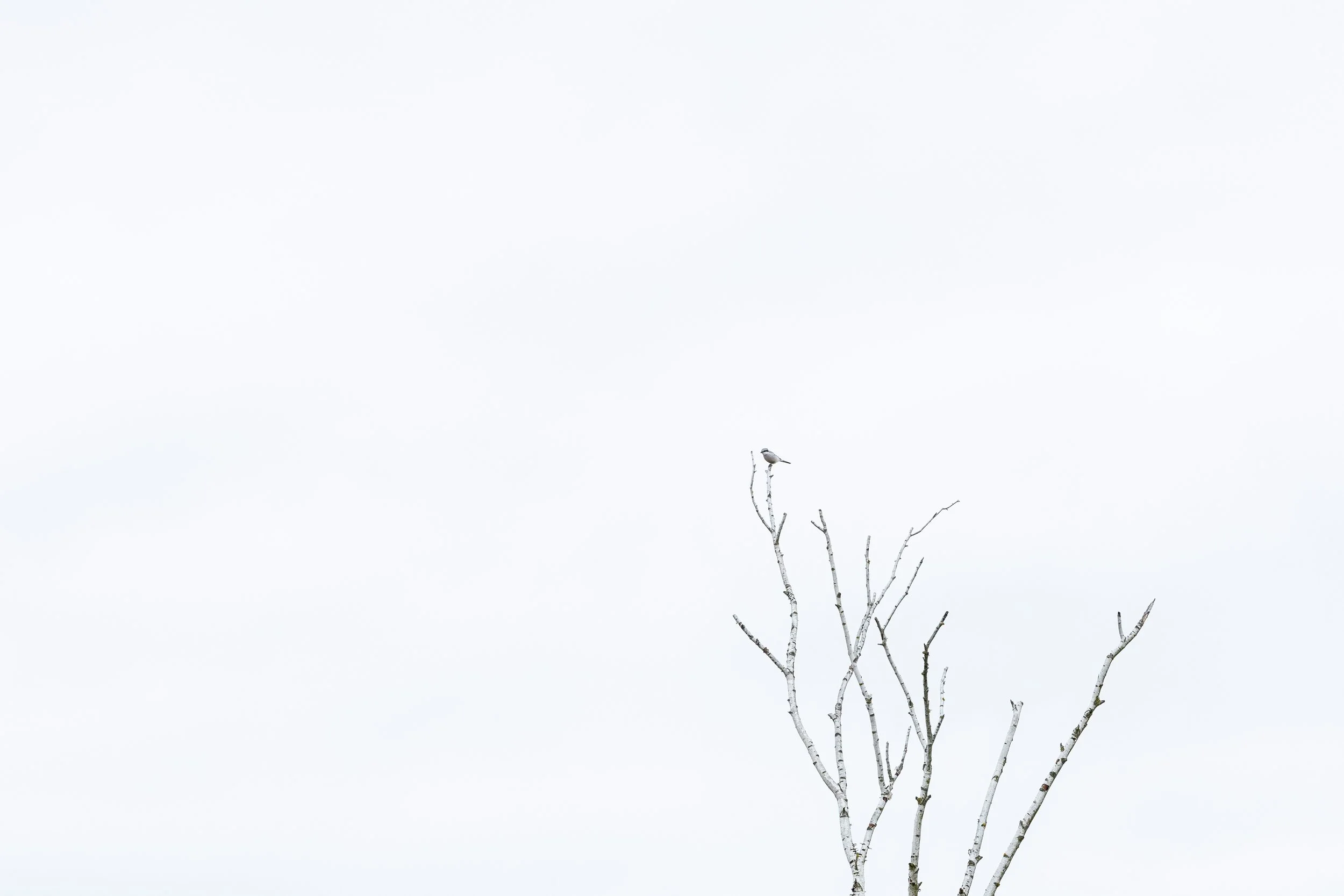 R6II9937.jpg