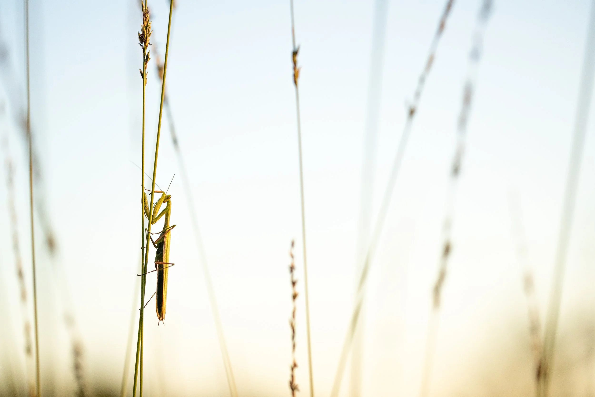 R6II3314.jpg