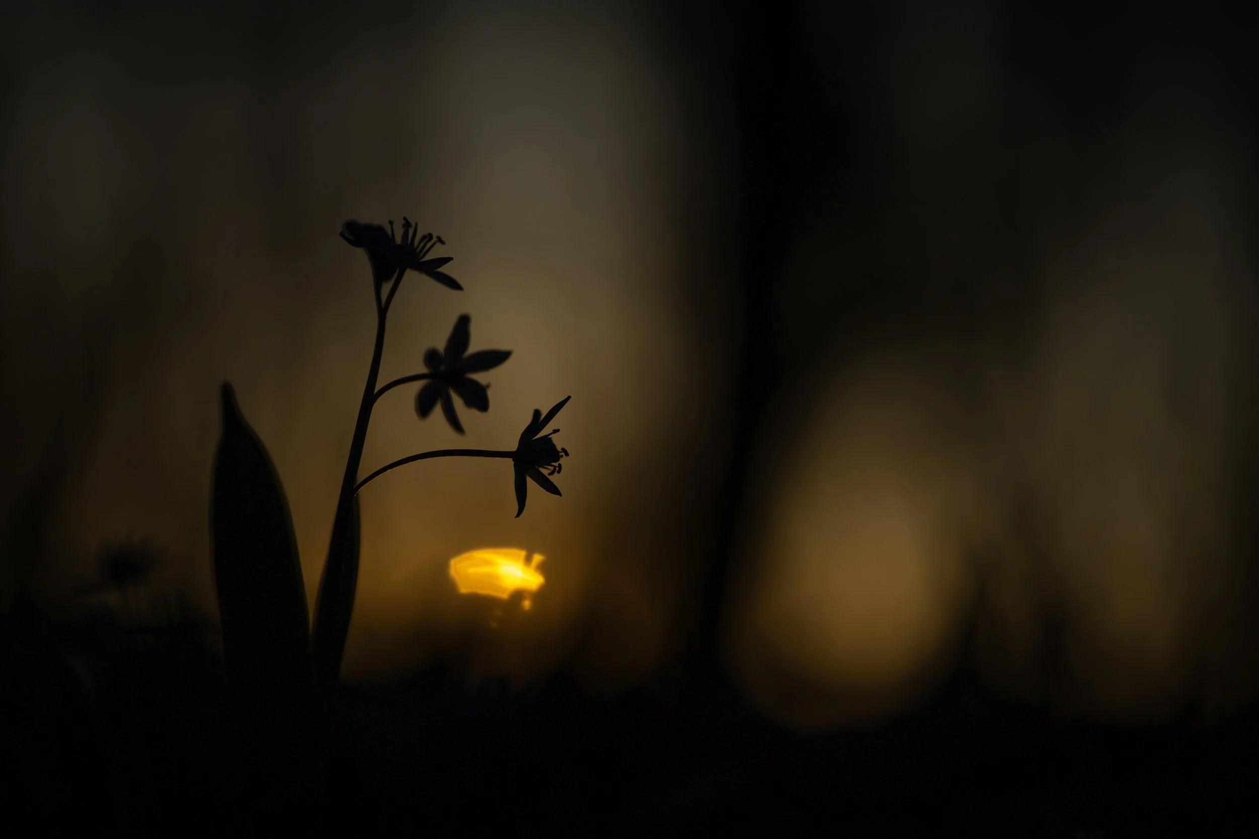 R6II5435.jpg