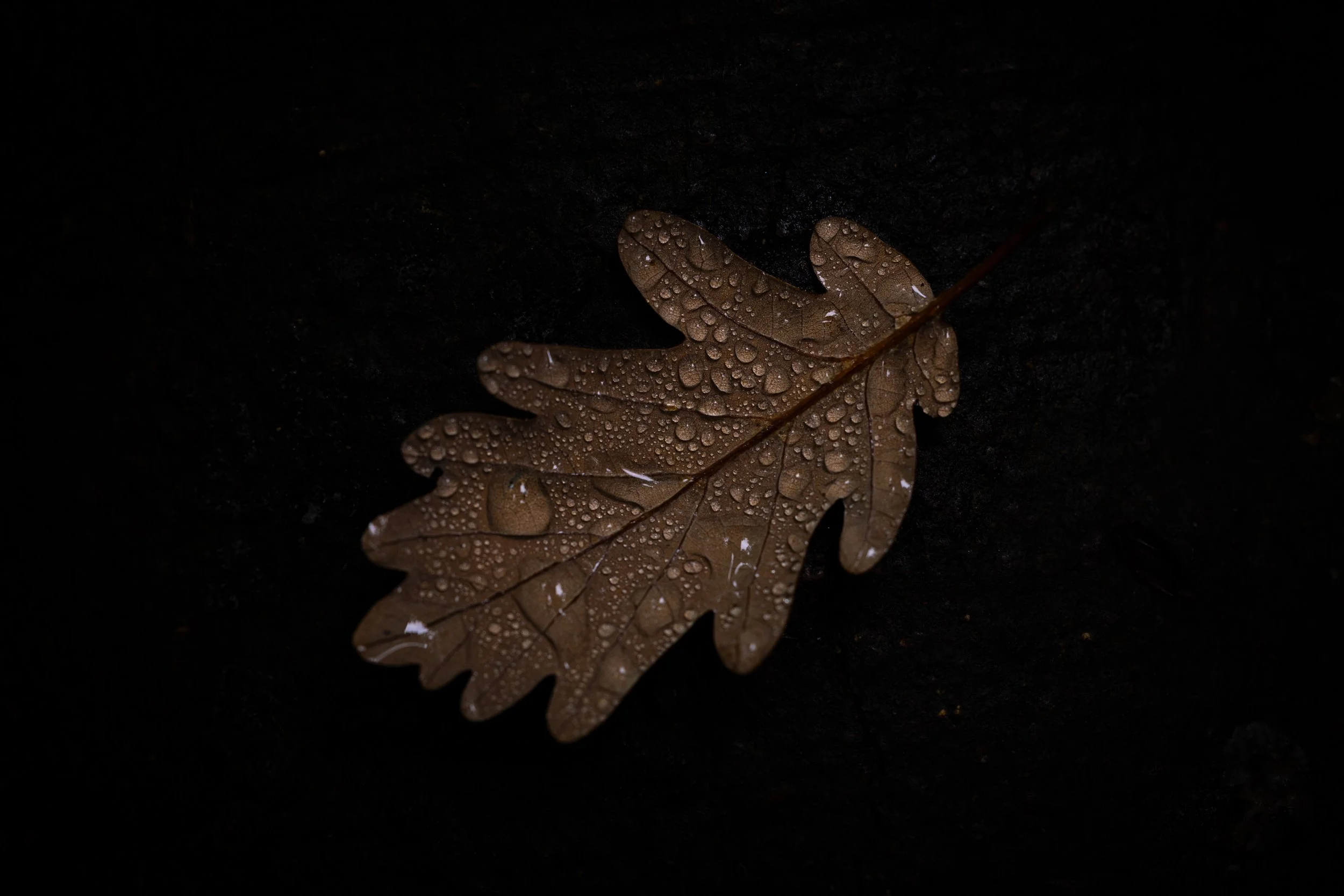 R6II2110.JPG