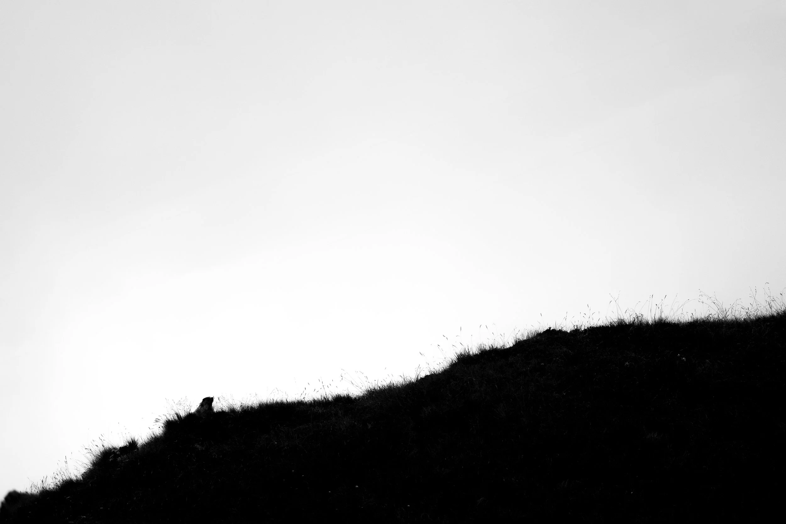 R6II4380.jpg