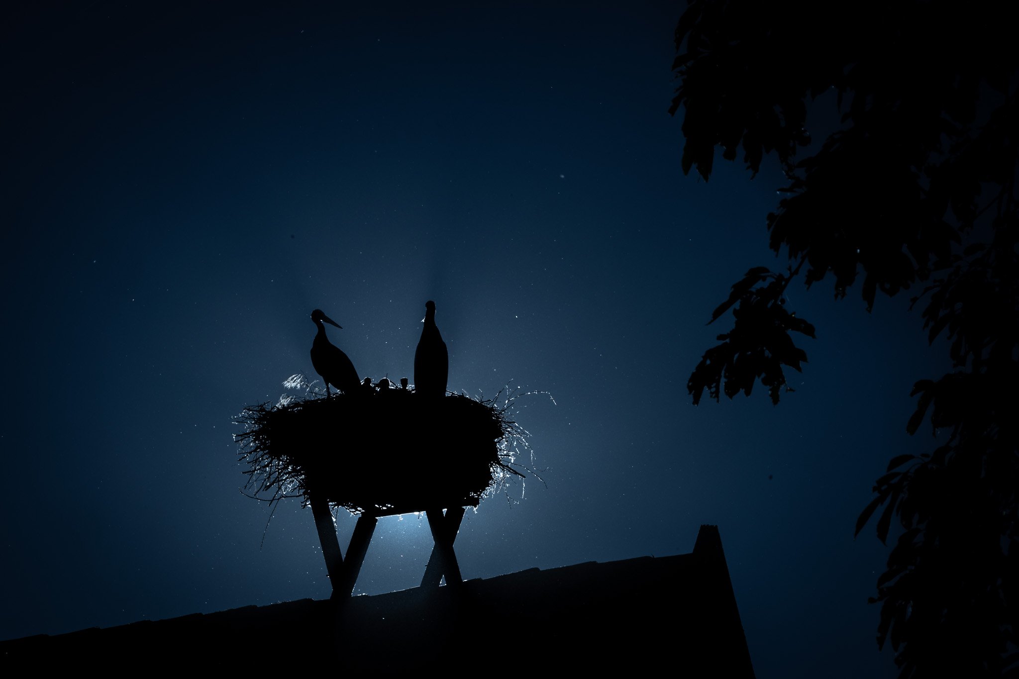 R6II3408.jpg