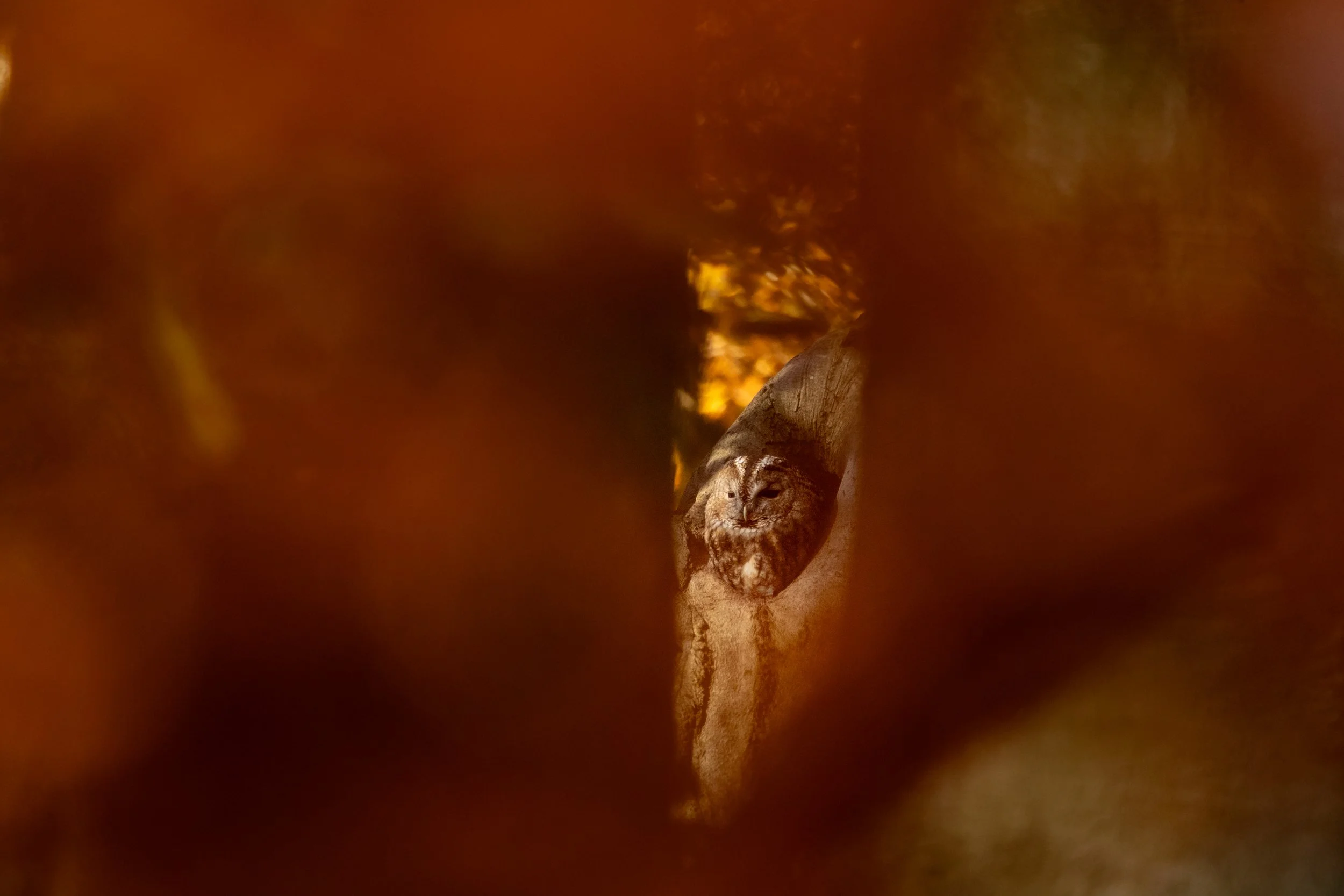 R6II2507.jpg