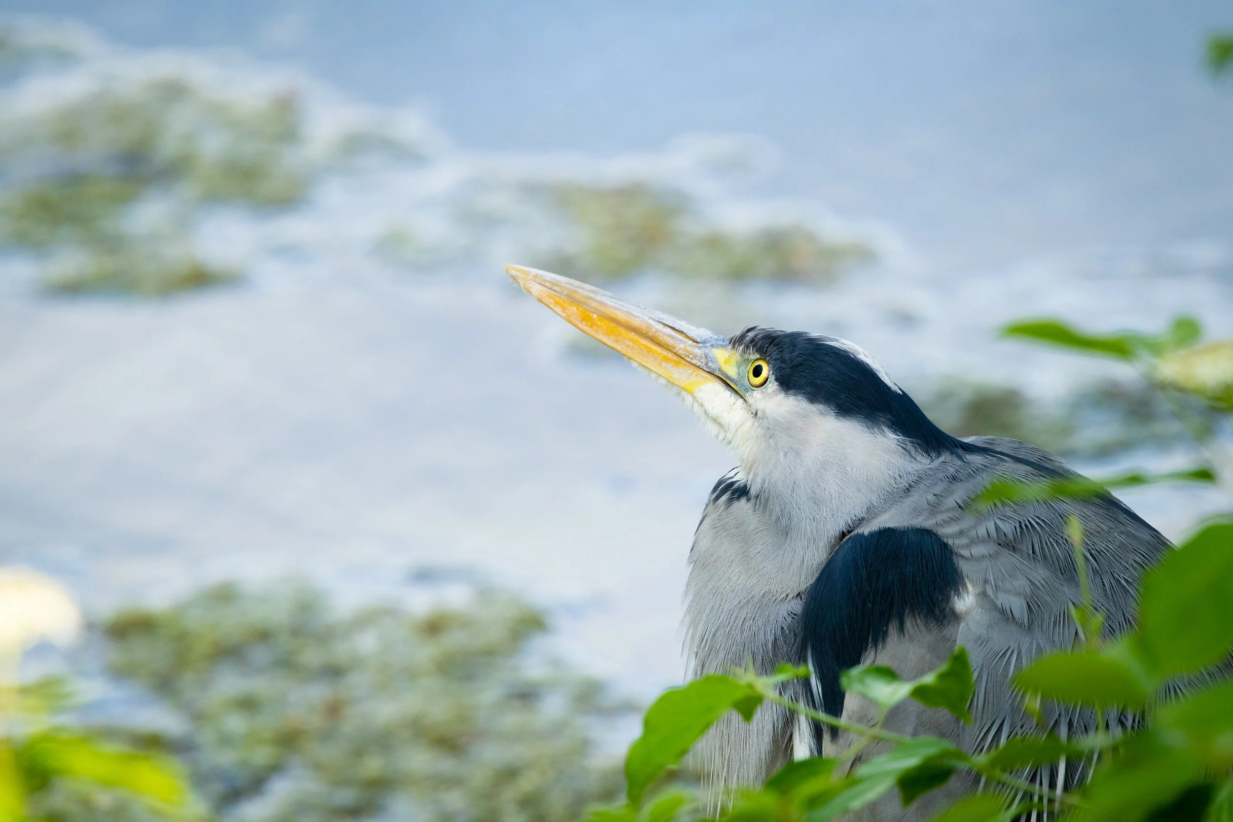 R6II6145.jpg