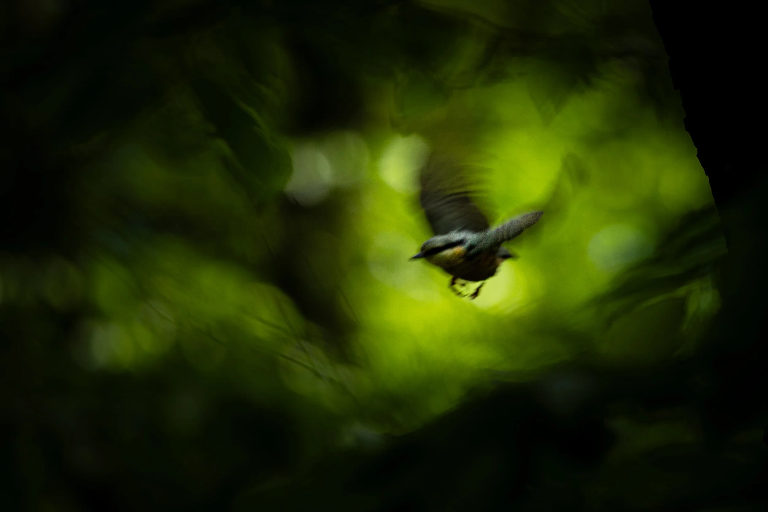 R6II8977.jpg