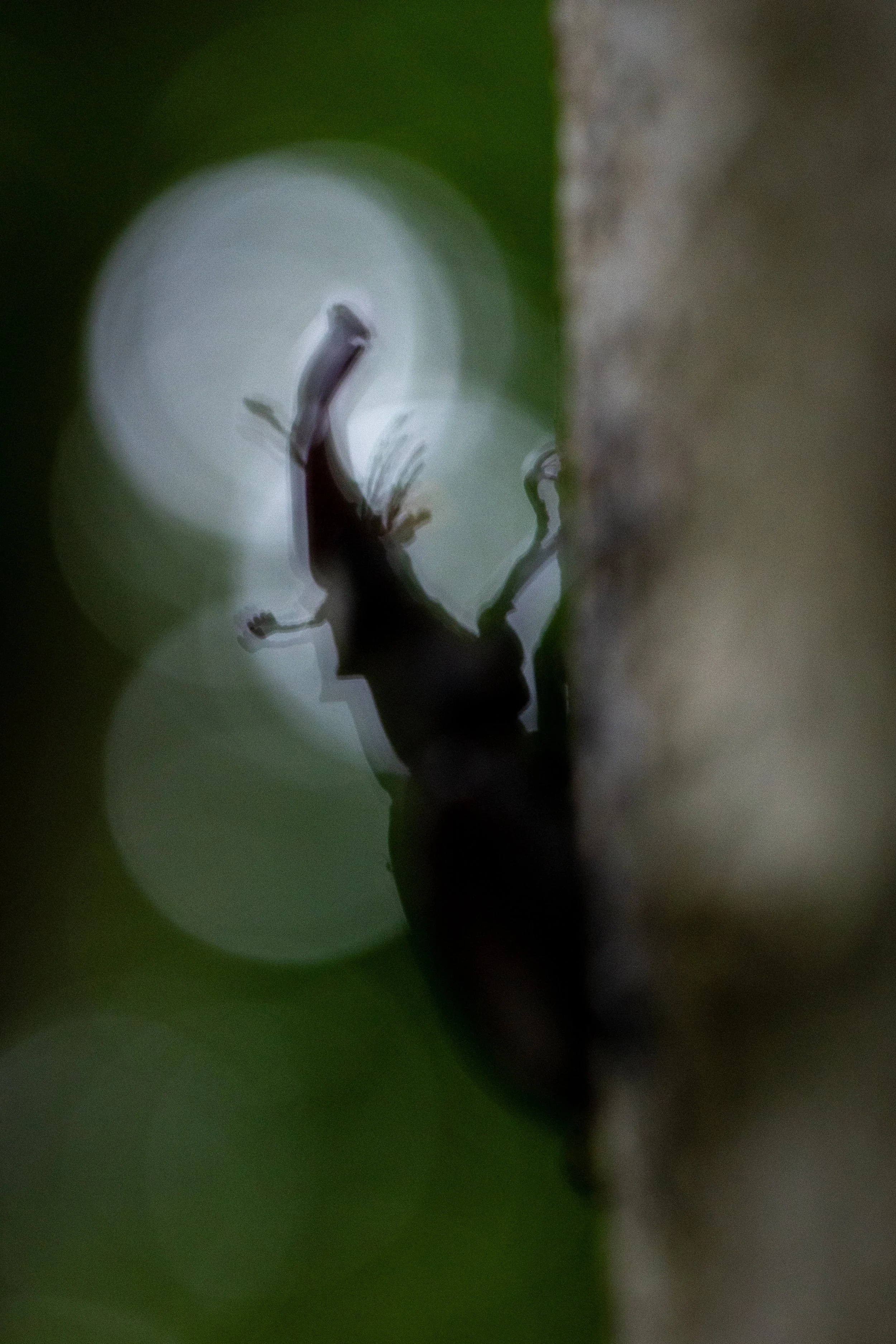 R6II3544.jpg