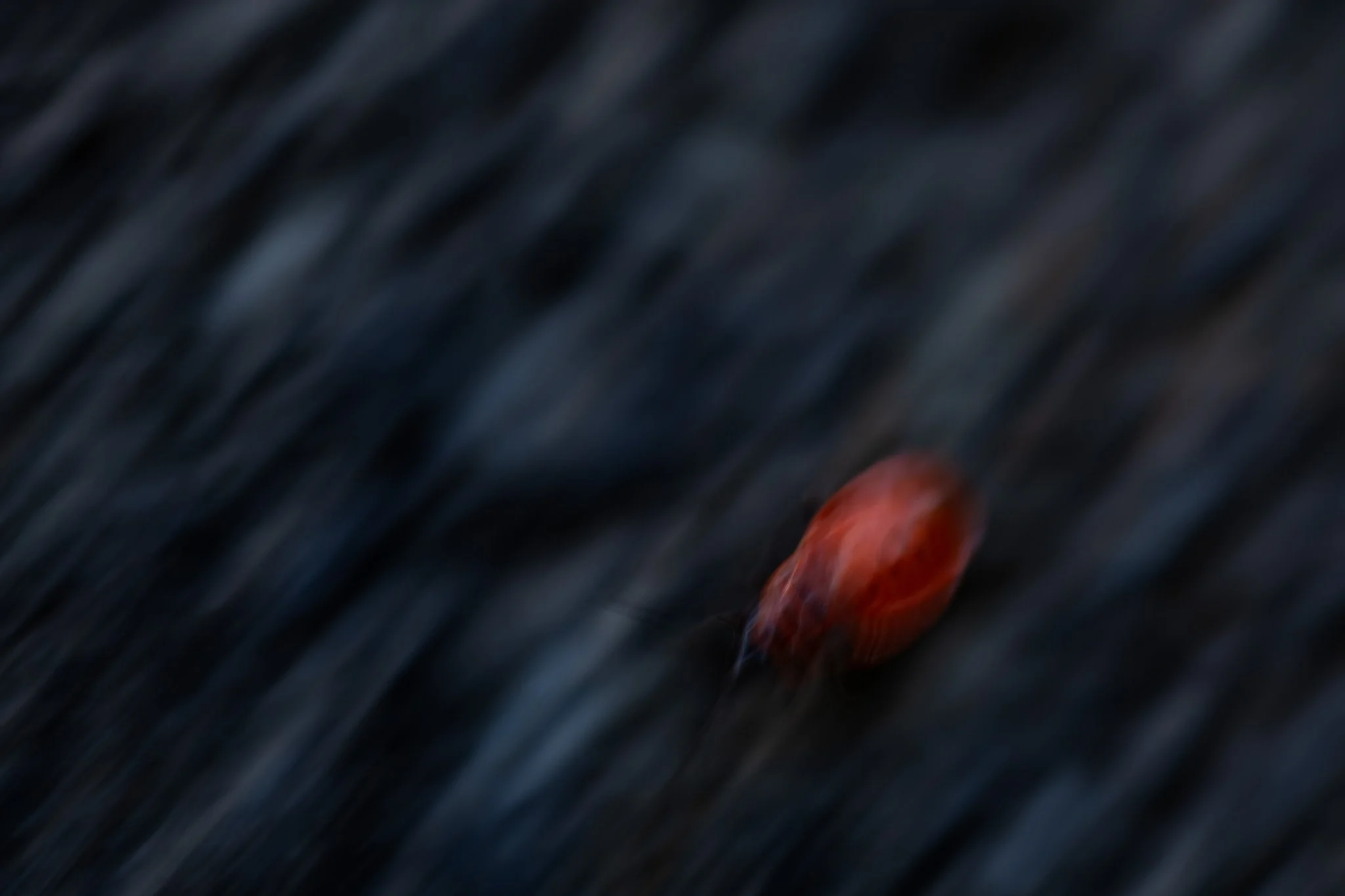 R6II4703.jpg