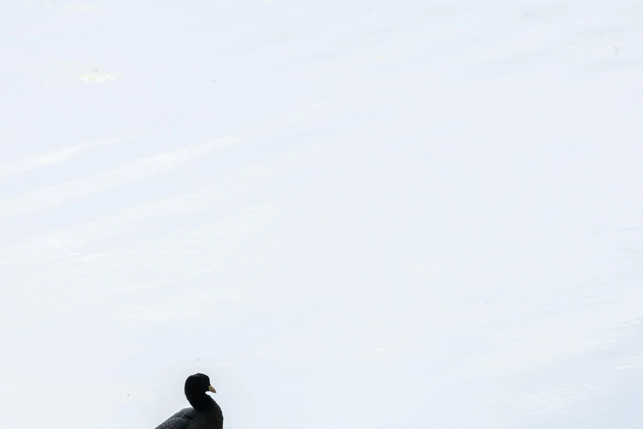 R6II0902.jpg