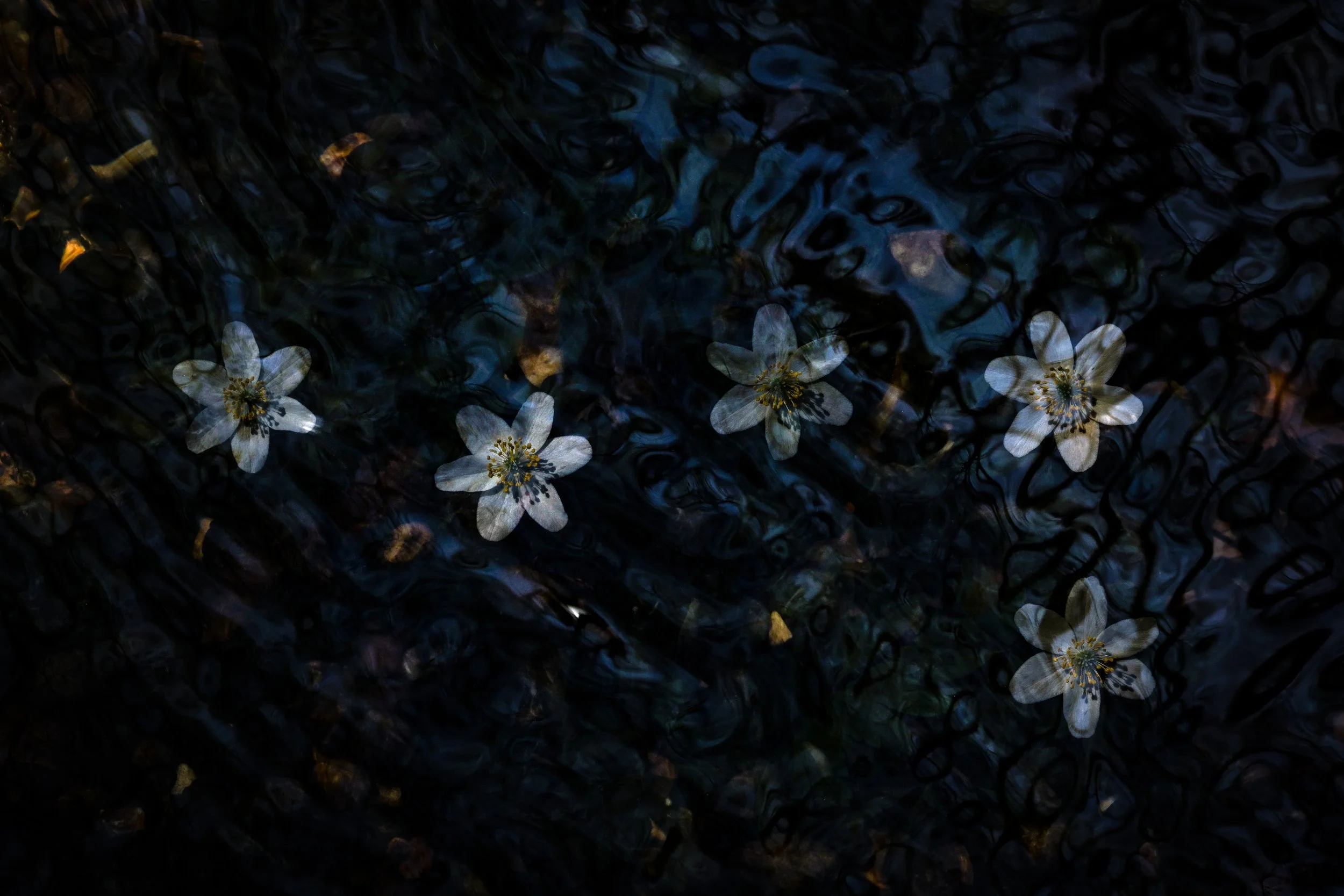 R6II8110.jpg