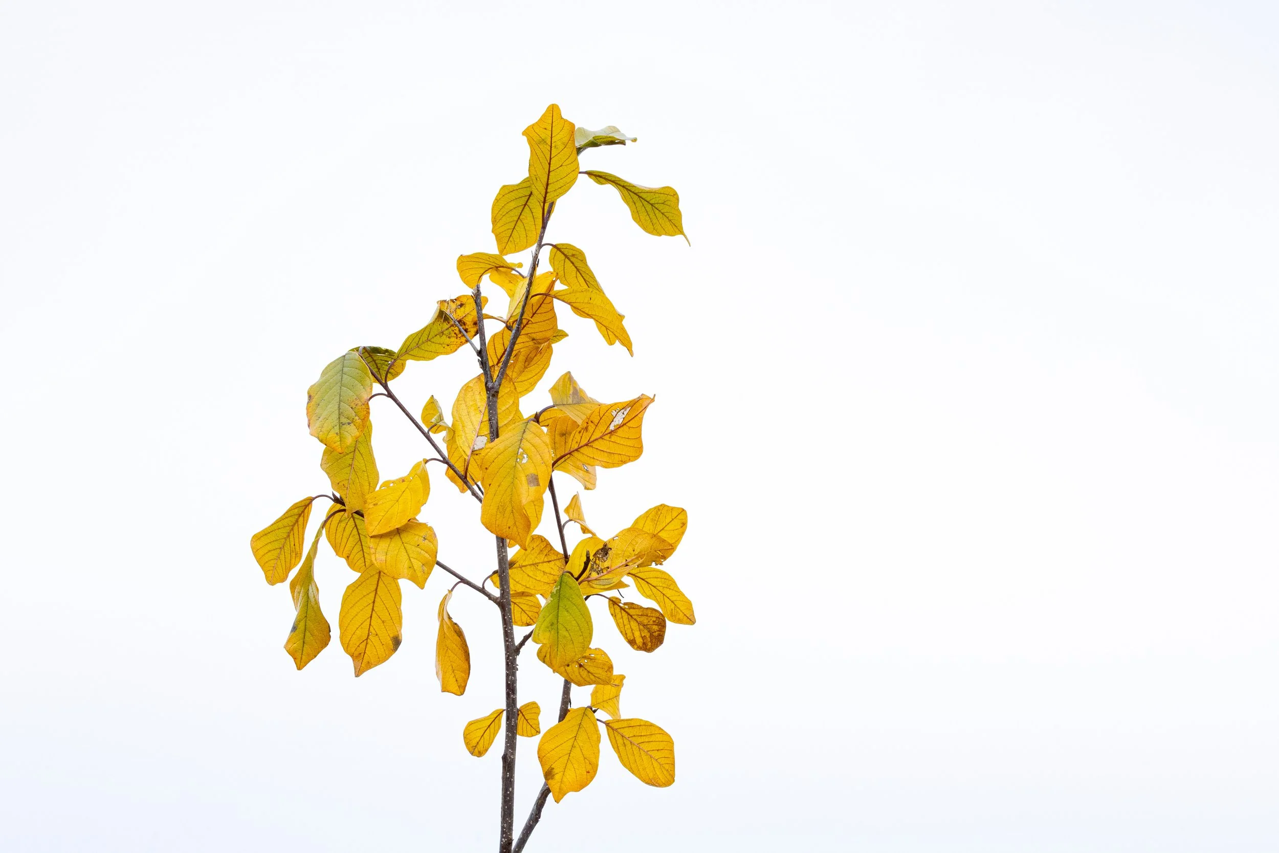 R6II1543.jpg