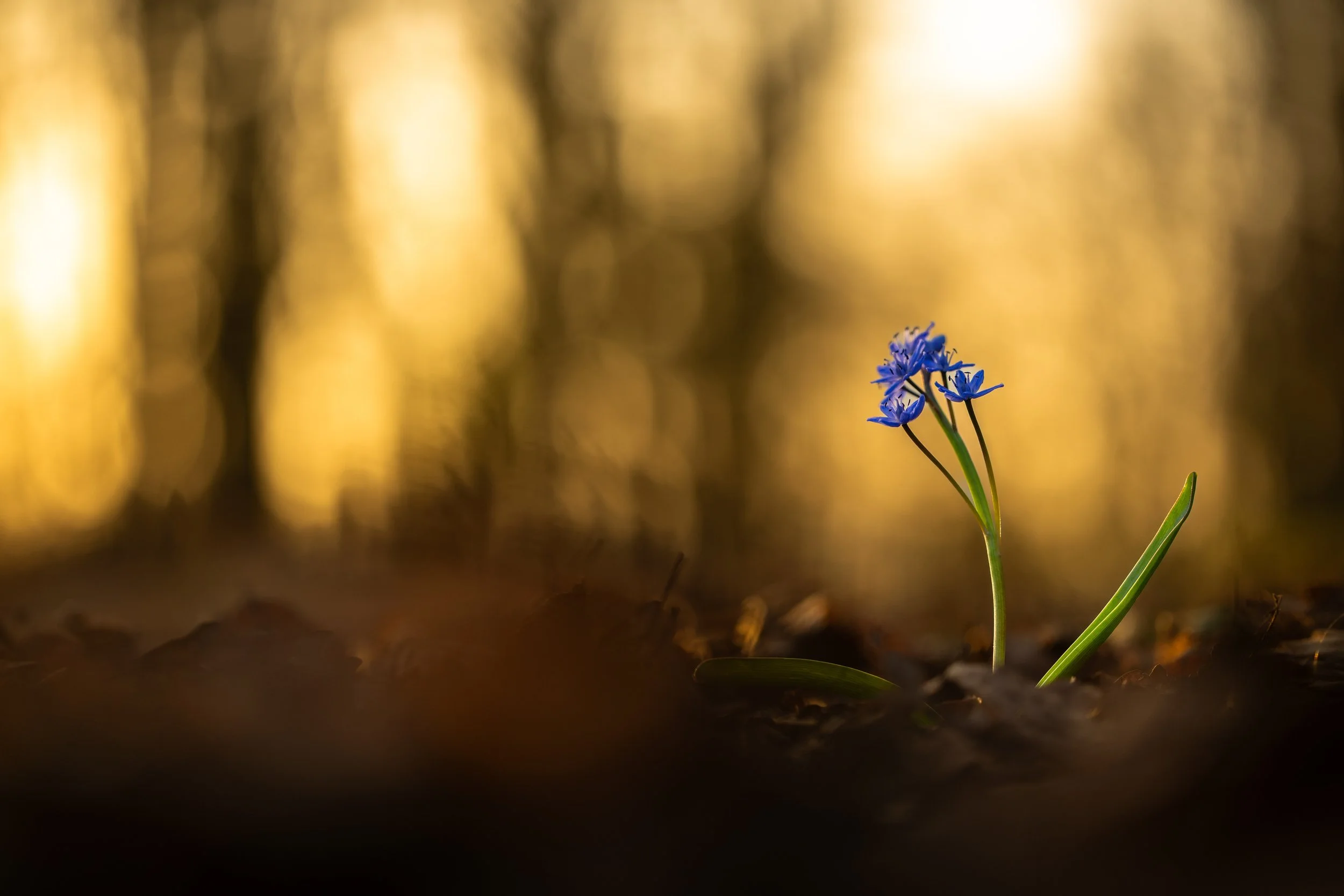 R6II6071.jpg