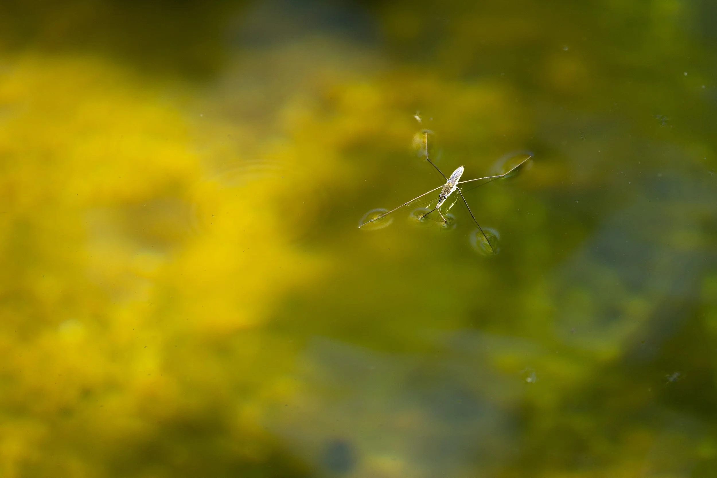 R6II2103.jpg