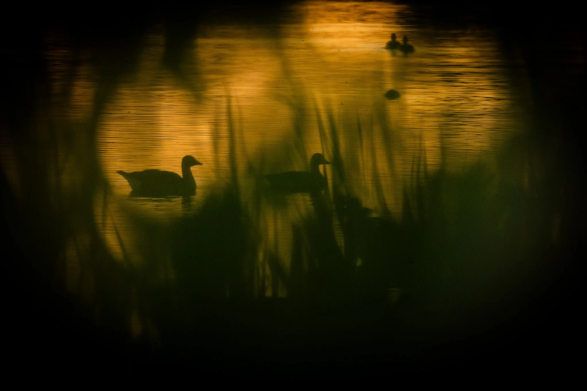 R6II4401.jpg