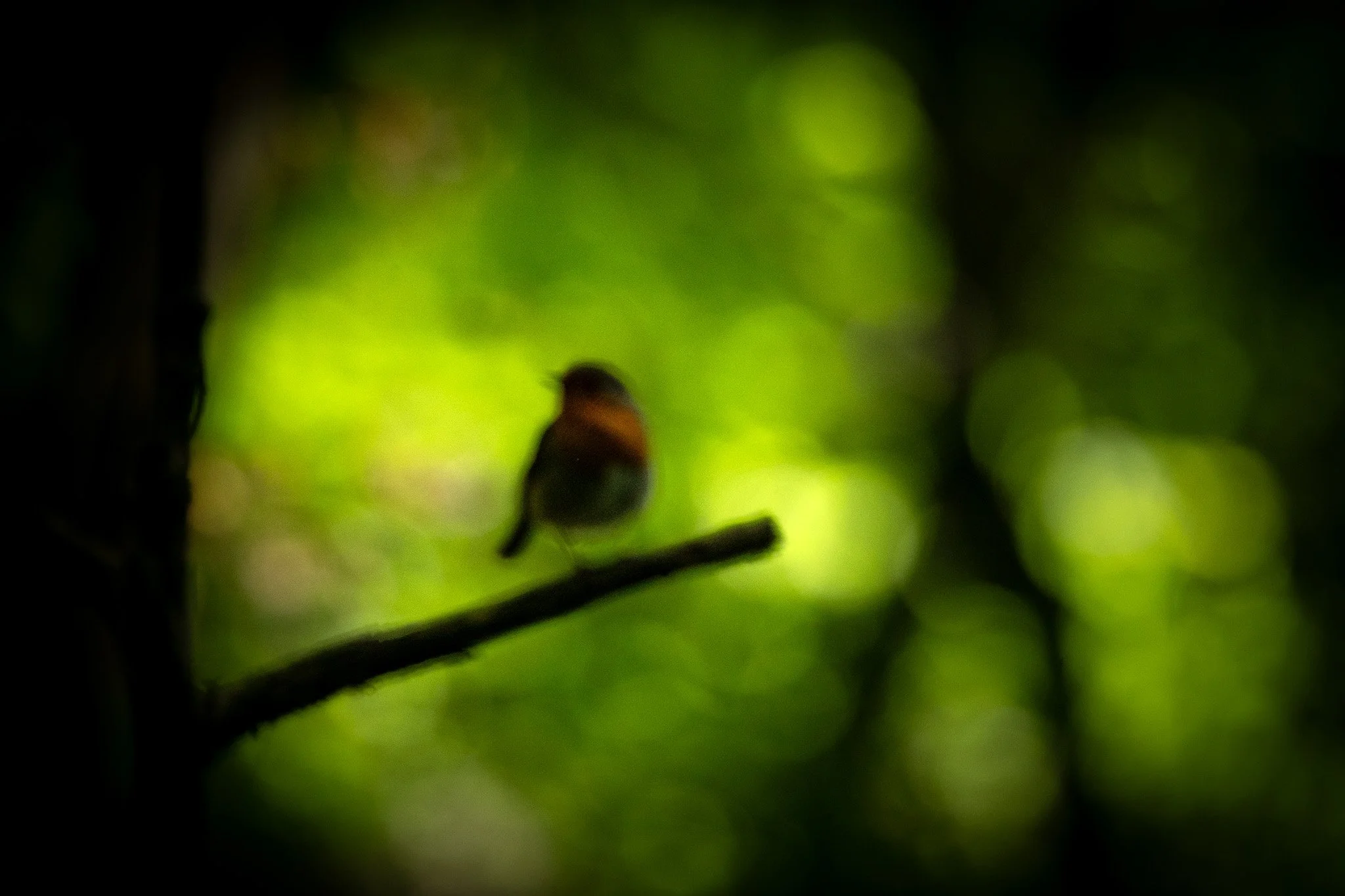 R6II9851.jpg