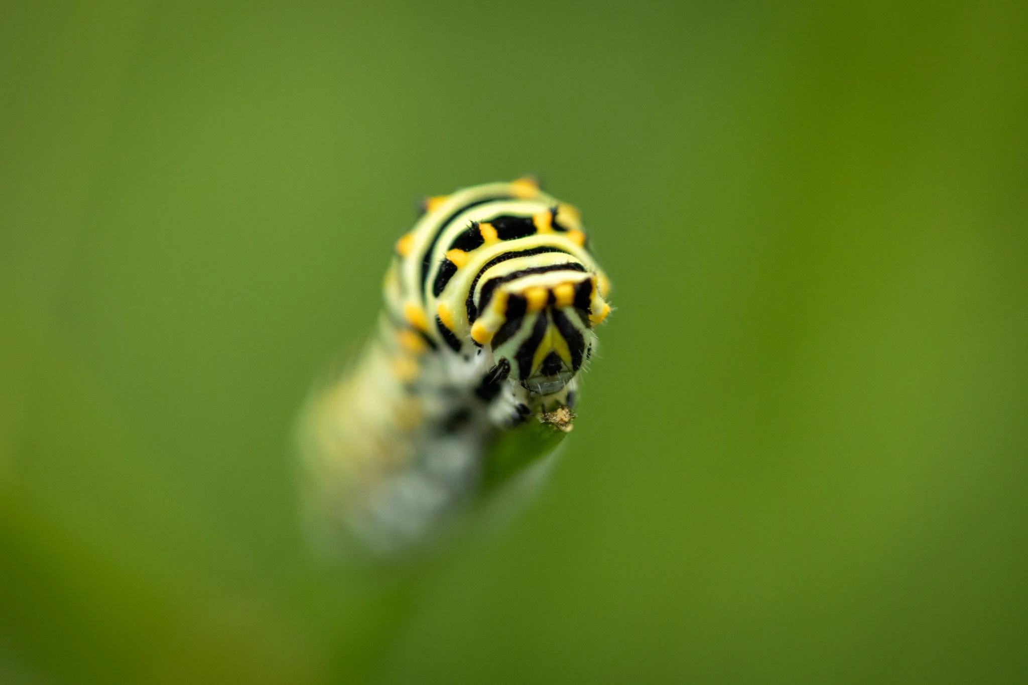 R6II6250.jpg